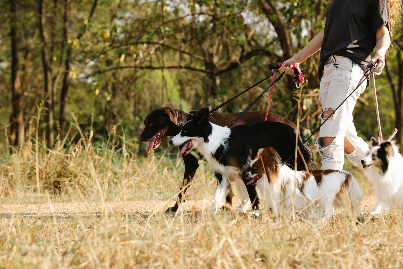 Dog walker leading several dogs along a sunny park trail – exercise and enrichment reduce grass eating