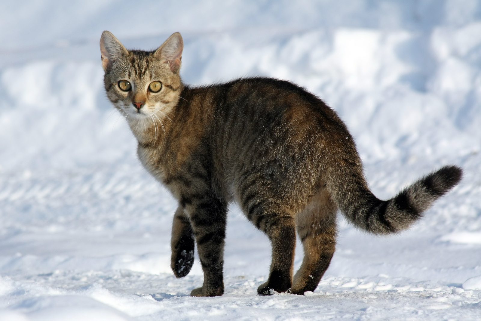 Cat walking across fresh snow in the season when antifreeze use peaks
