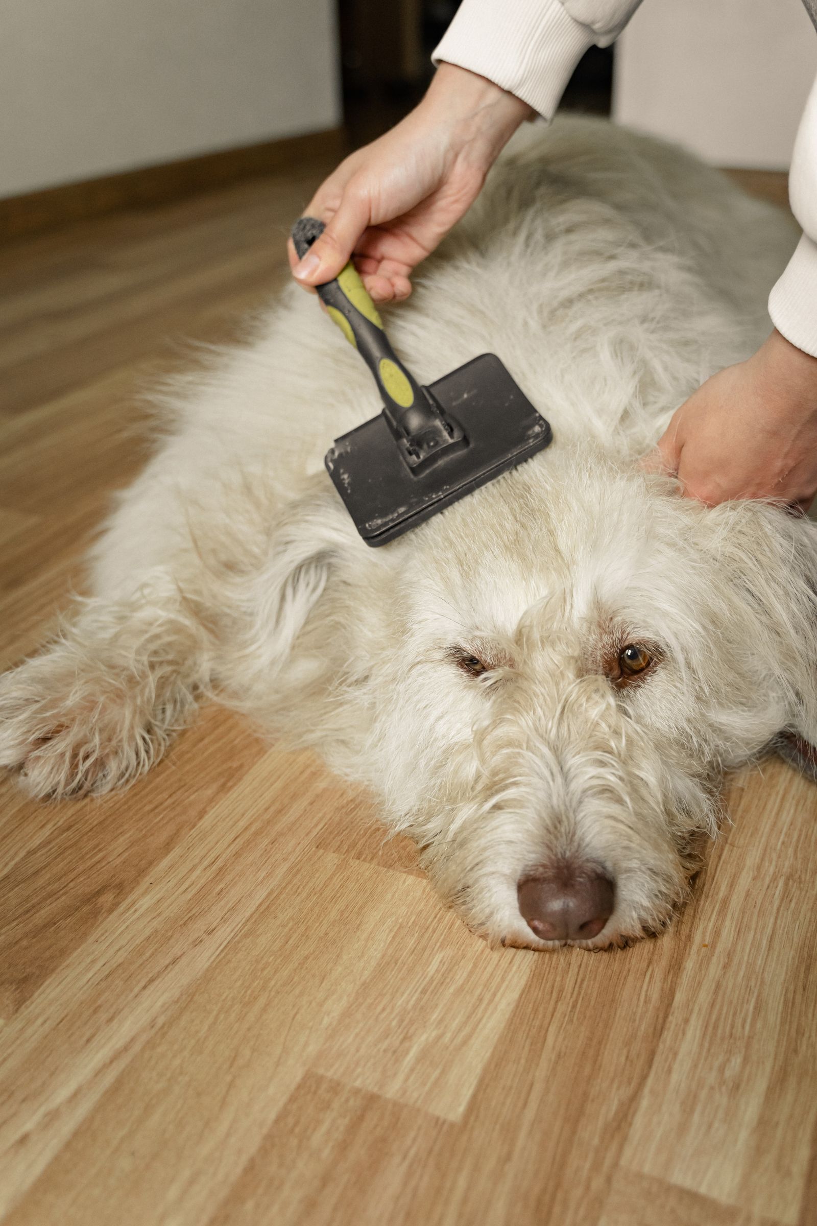 White dog being brushed with a grooming comb on a wooden floor – a fine-toothed flea comb reveals fleas and flea dirt