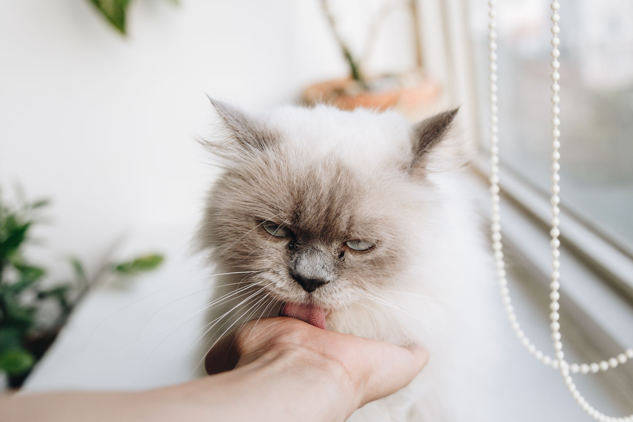 Fluffy cat being stroked by a hand near a window – stop petting at the first sign of a twitching tail