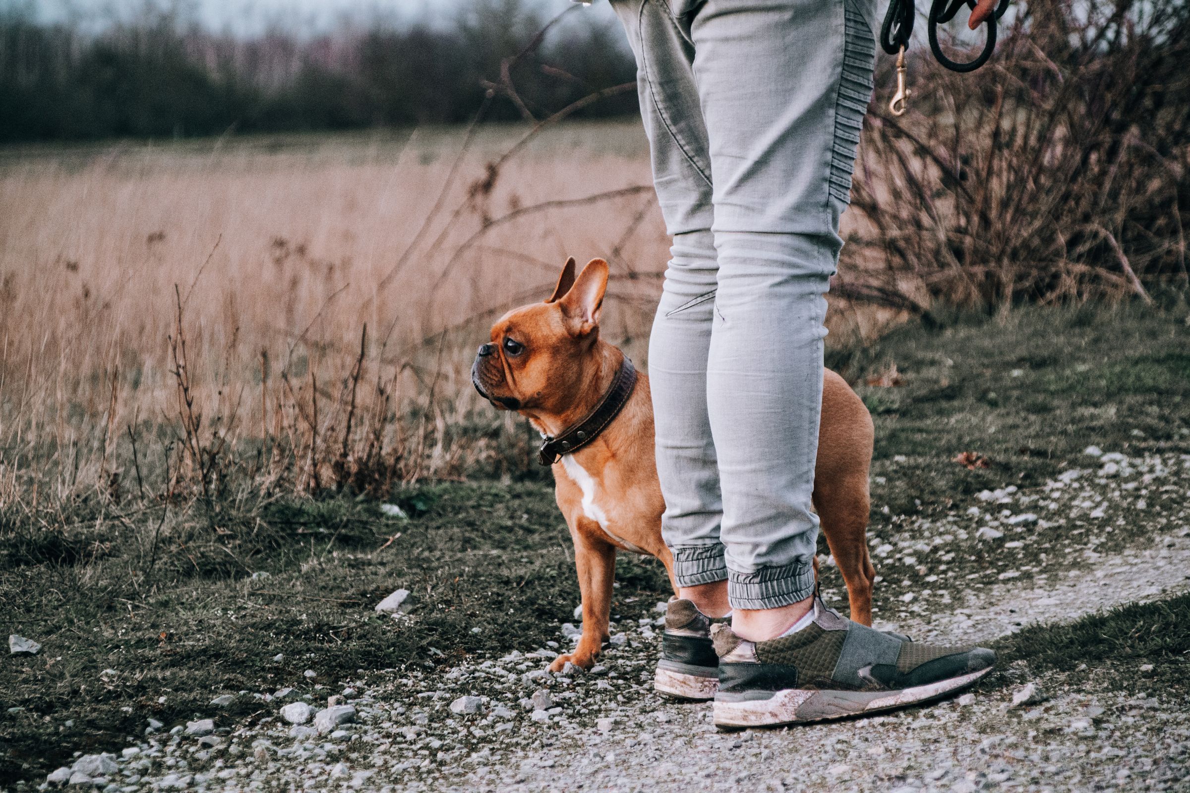 French Bulldog standing beside its owner on a gravel path – daily walks reduce clingy following at home