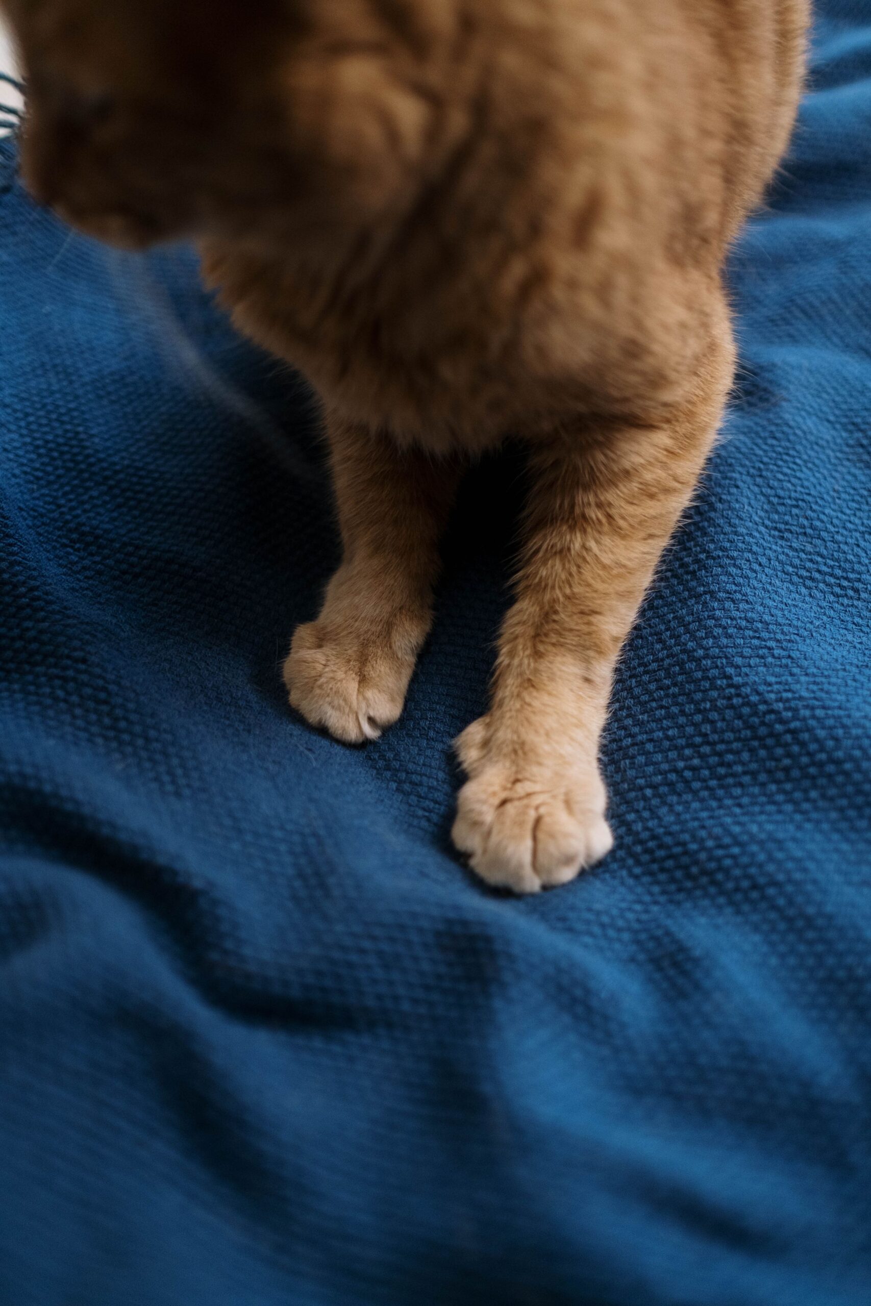 Close-up of a ginger cat's paws pressing into a soft blue blanket – cats knead soft surfaces to mark and soften them