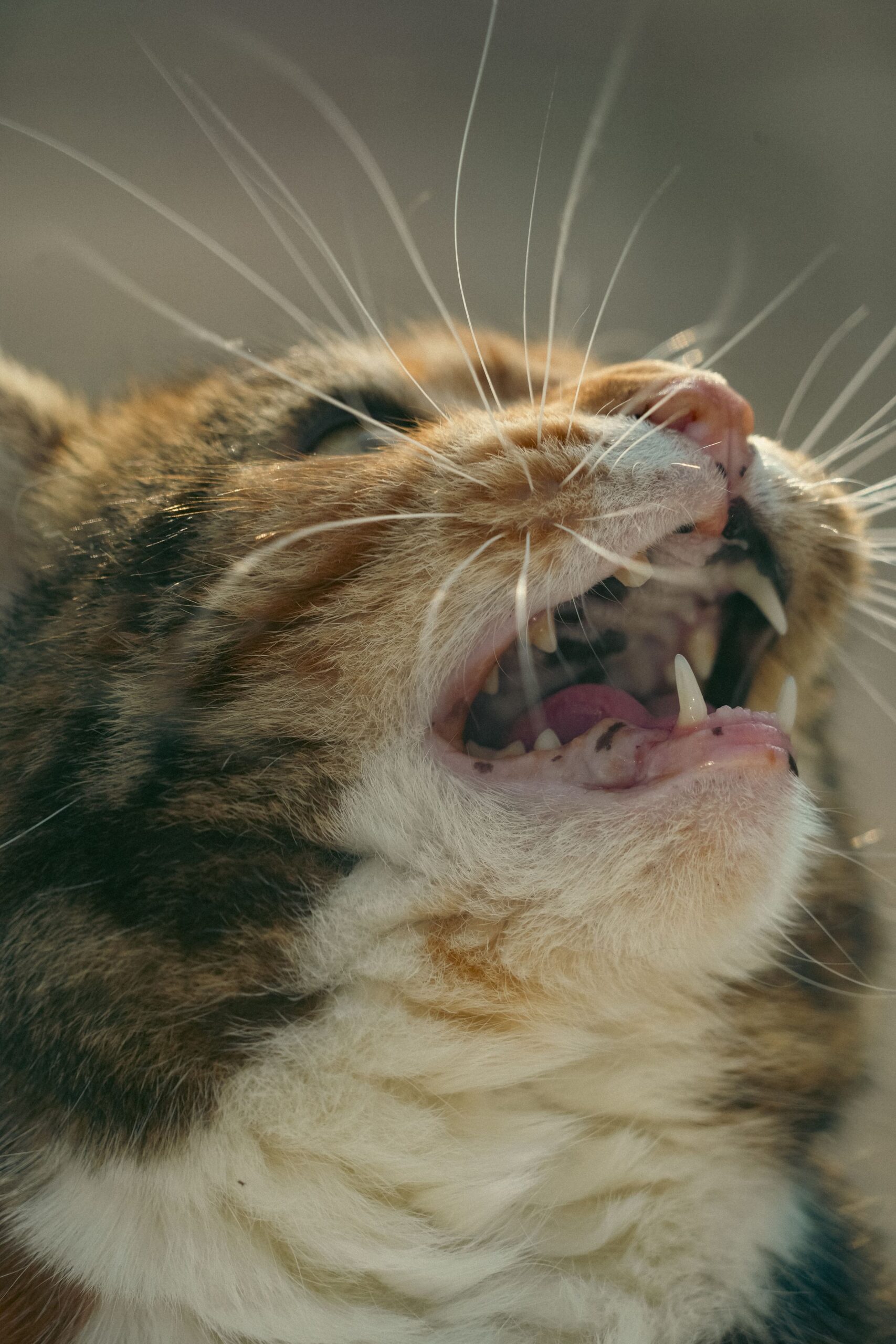 Ginger tabby cat meowing outdoors with its mouth open – different meows mean different things