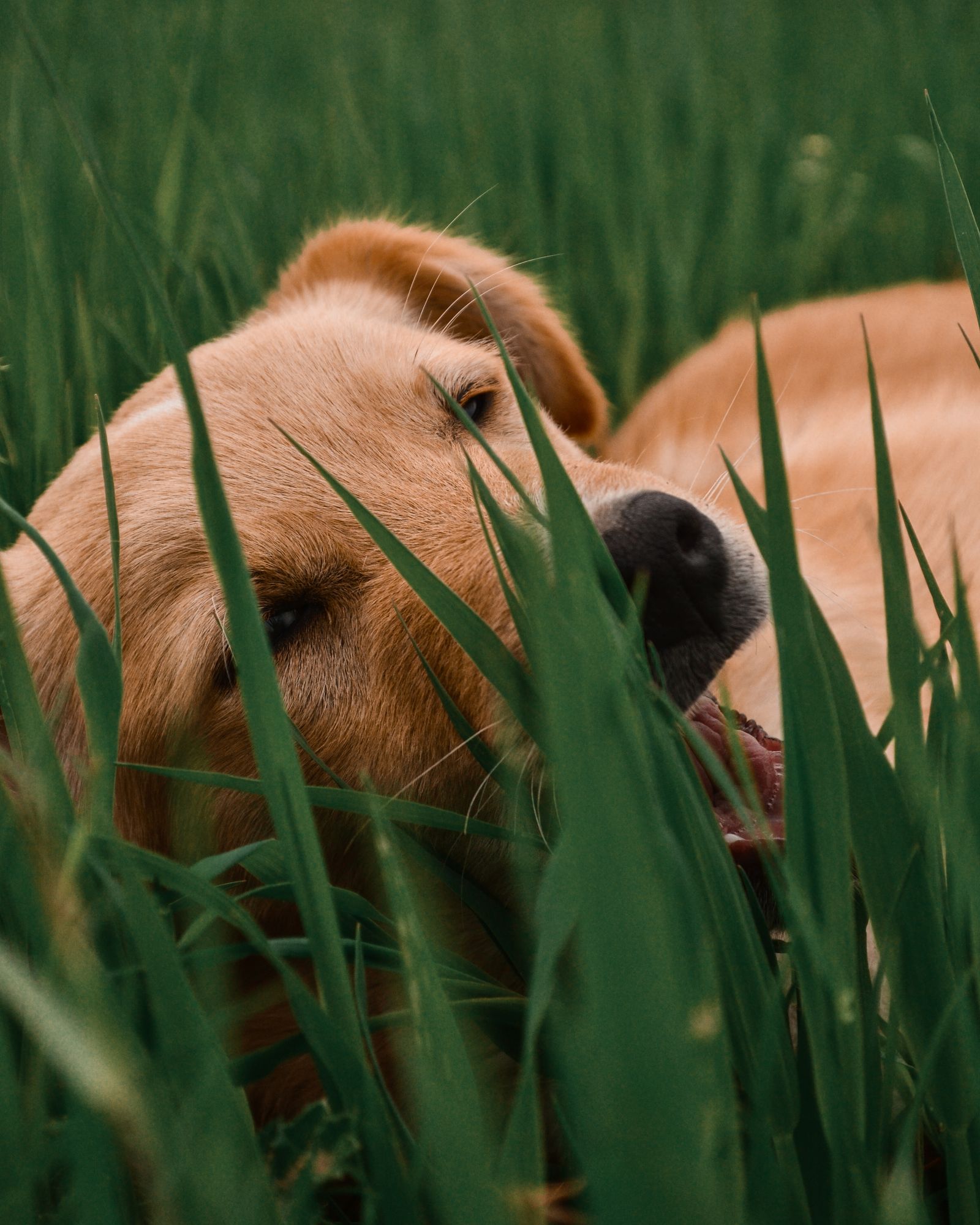 Golden Retriever lying contentedly in green grass – grass eating is normal dog behaviour