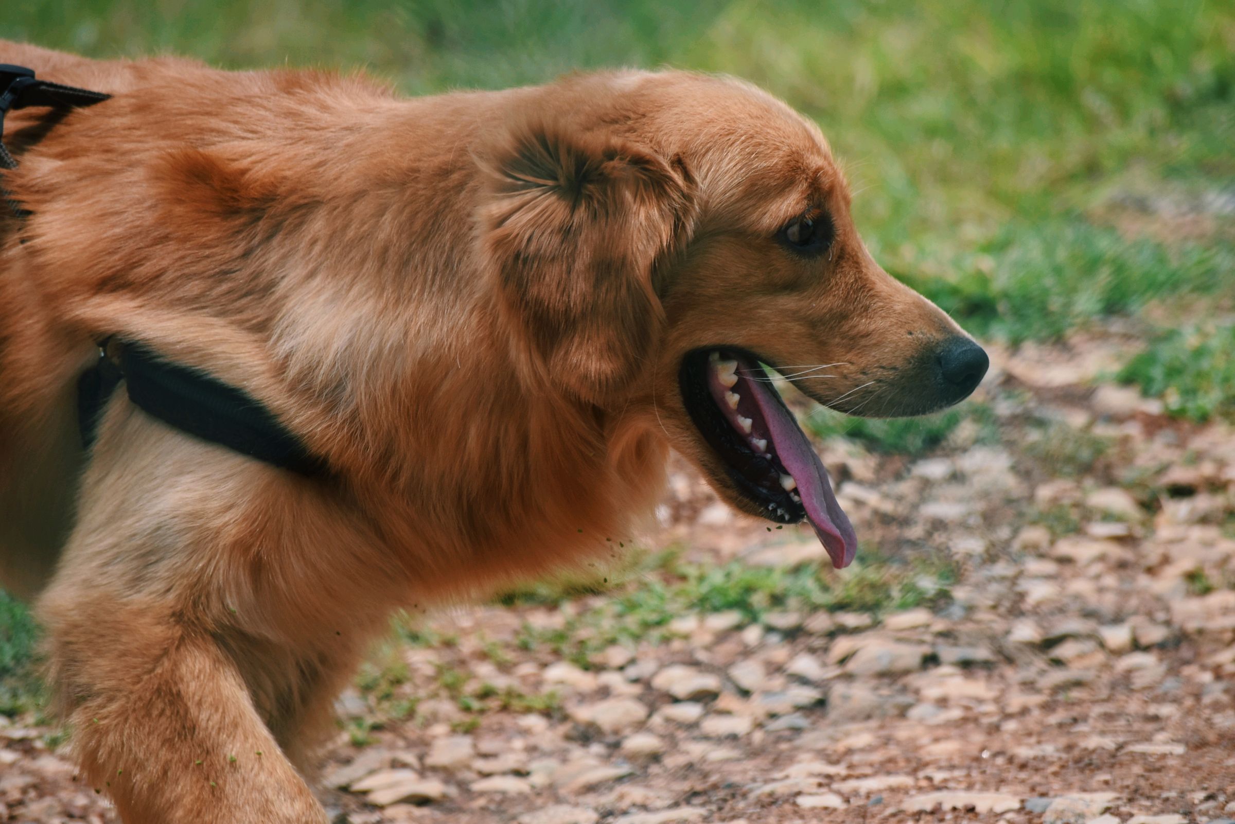 Golden retriever panting happily on a walk in the park – normal panting after exercise