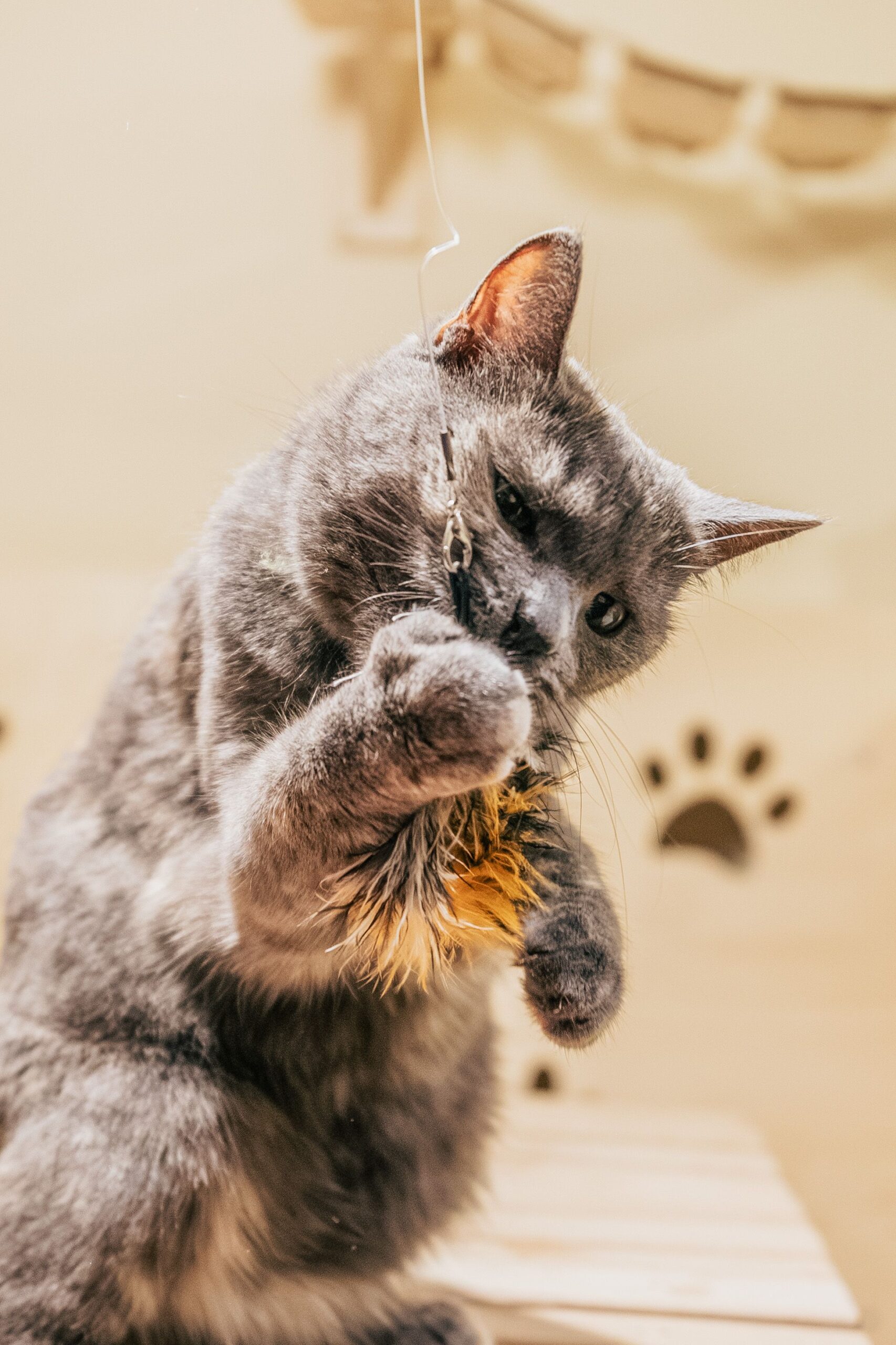 Grey cat playing with a feather toy indoors – wand toys give cats something to bite that isn't your hand