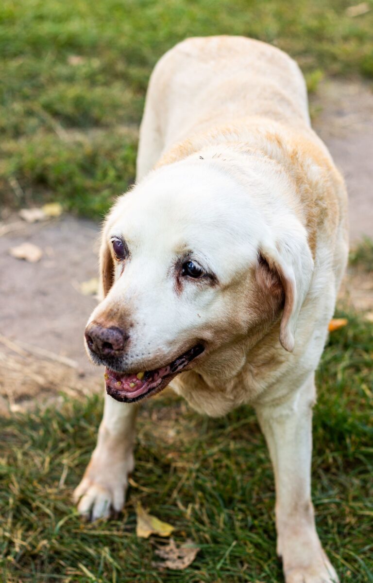 How Long Do Dogs Live? Dog Lifespan by Size and Breed