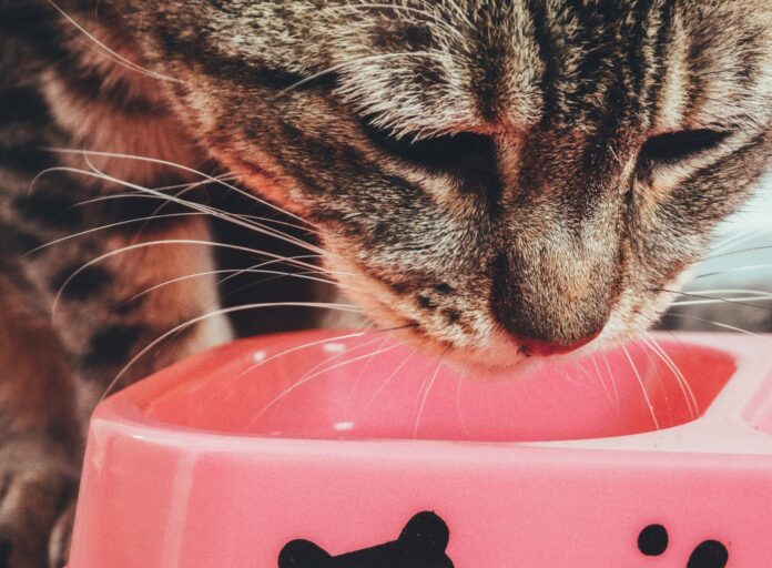 Tabby cat eating a meal from a pink bowl – how much should I feed my cat