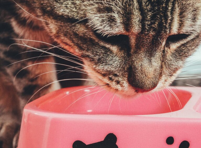Tabby cat eating a meal from a pink bowl – how much should I feed my cat