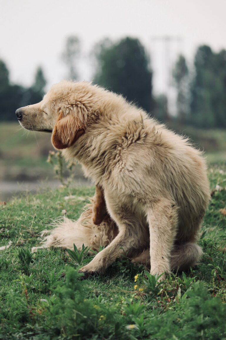 Golden Retriever scratching itself in a green meadow – how to get rid of fleas on dogs