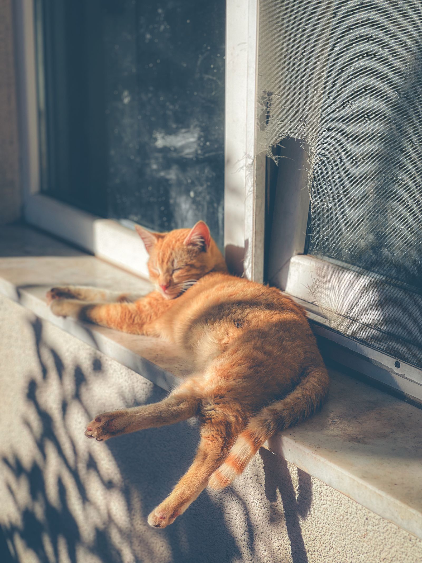 Ginger indoor cat sleeping on a sunny windowsill – indoor cat lifespan