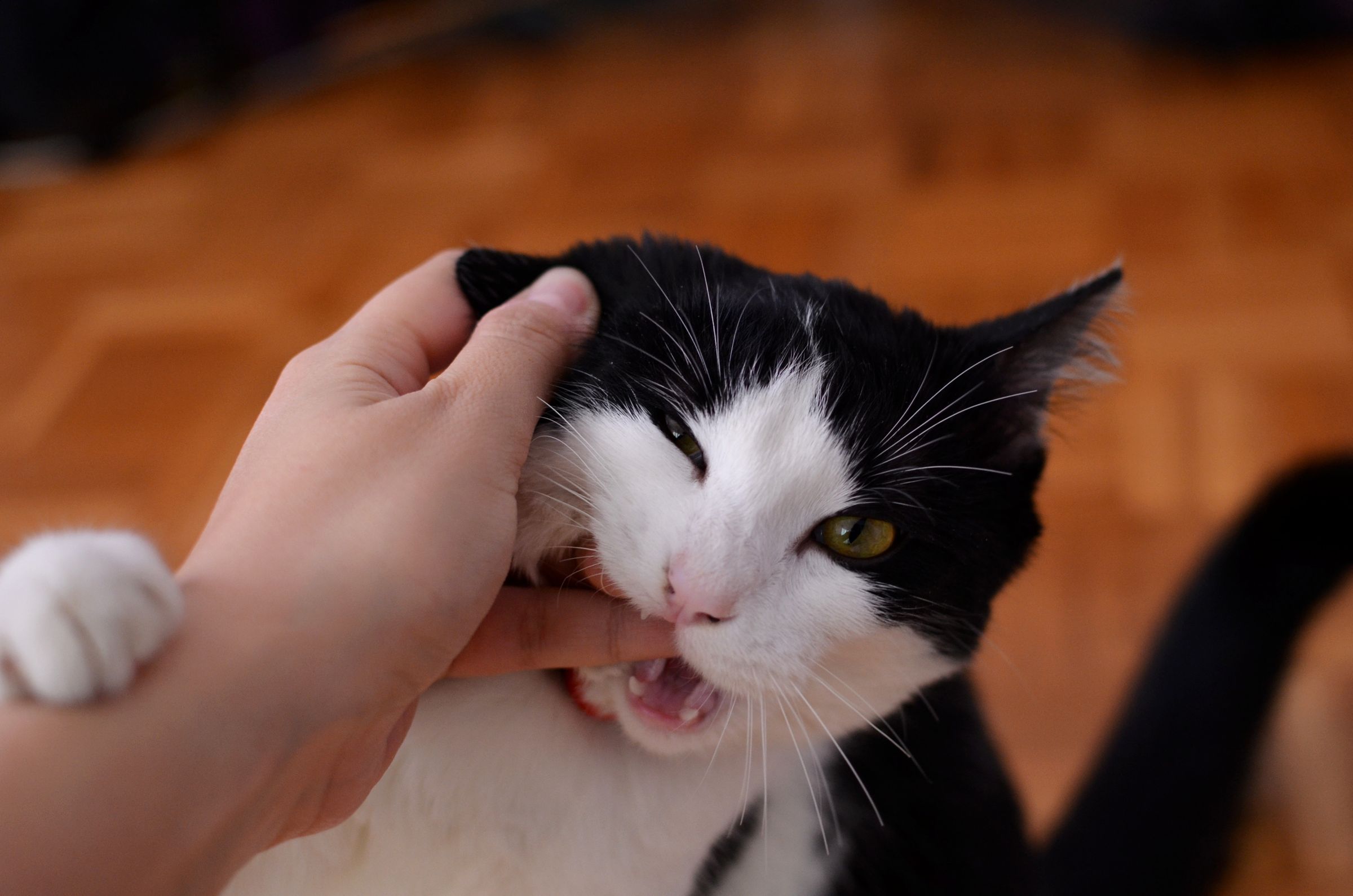 Black and white kitten playfully biting a person's finger – kittens learn bite control from their littermates
