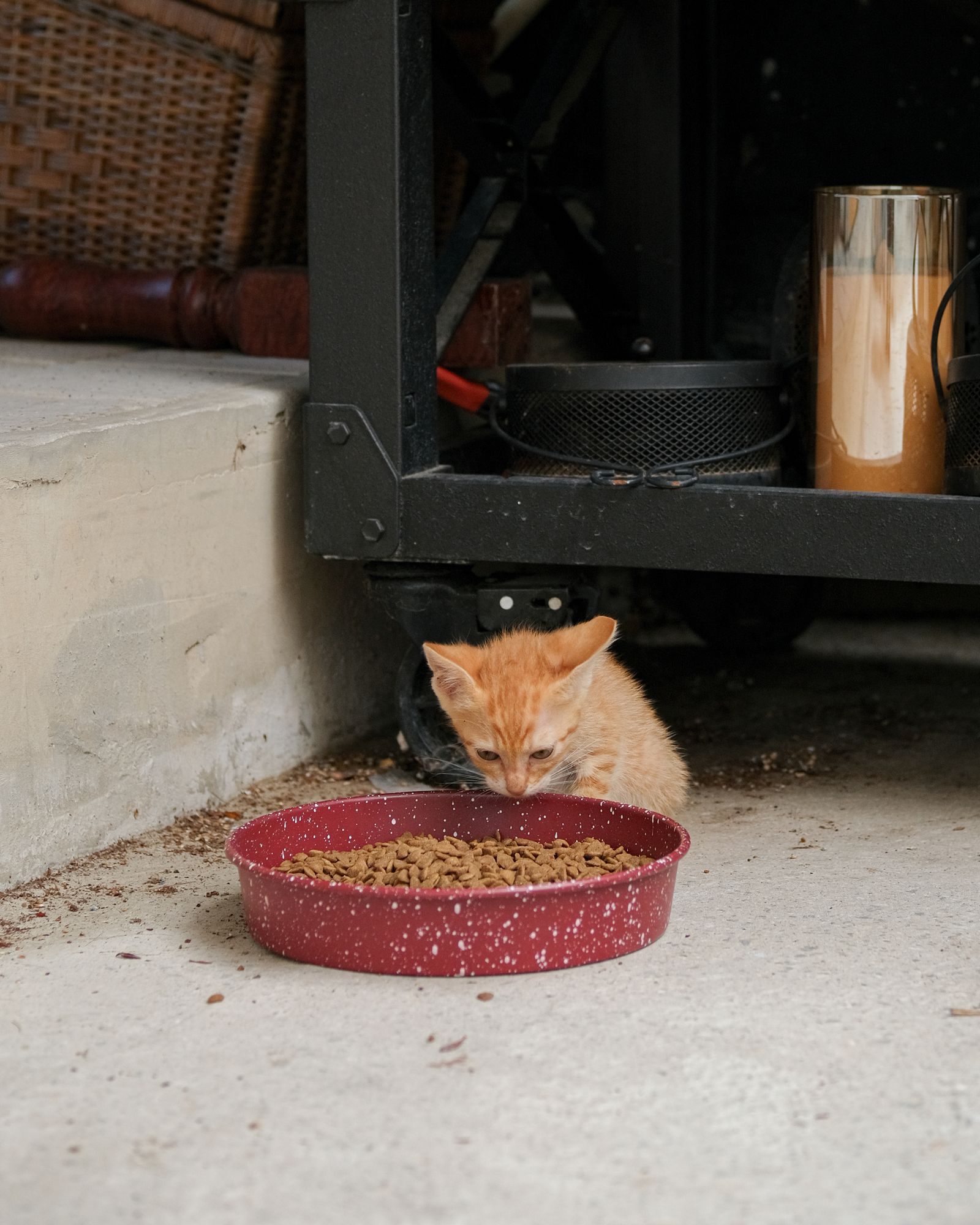 Ginger kitten eating from a red bowl – kittens need several small meals a day