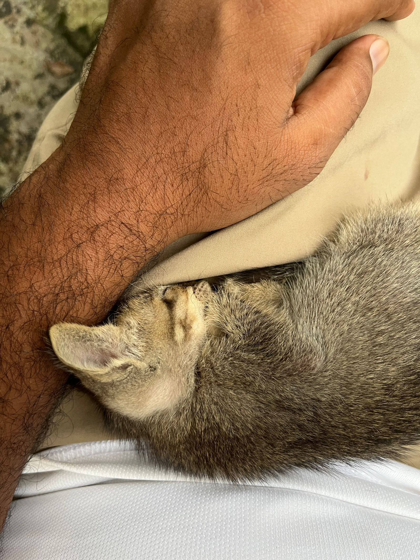 Sleeping kitten curled up on a person's lap – cats choose warm, safe places to sleep