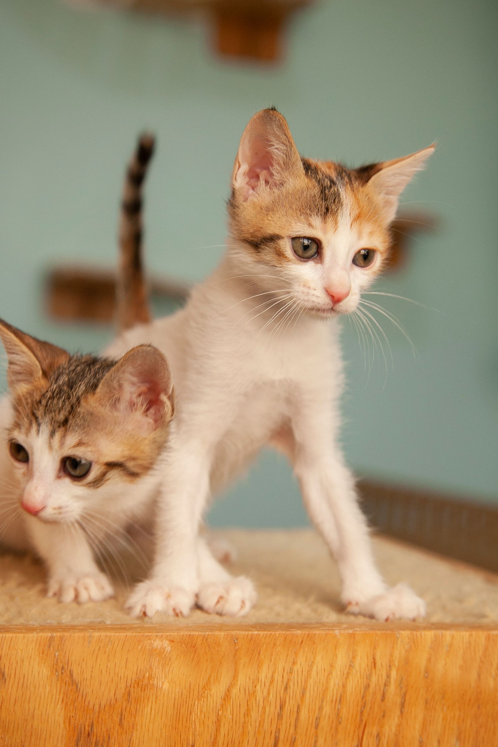 Litter of young kittens together – kittens purr from a few days old to communicate with their mother