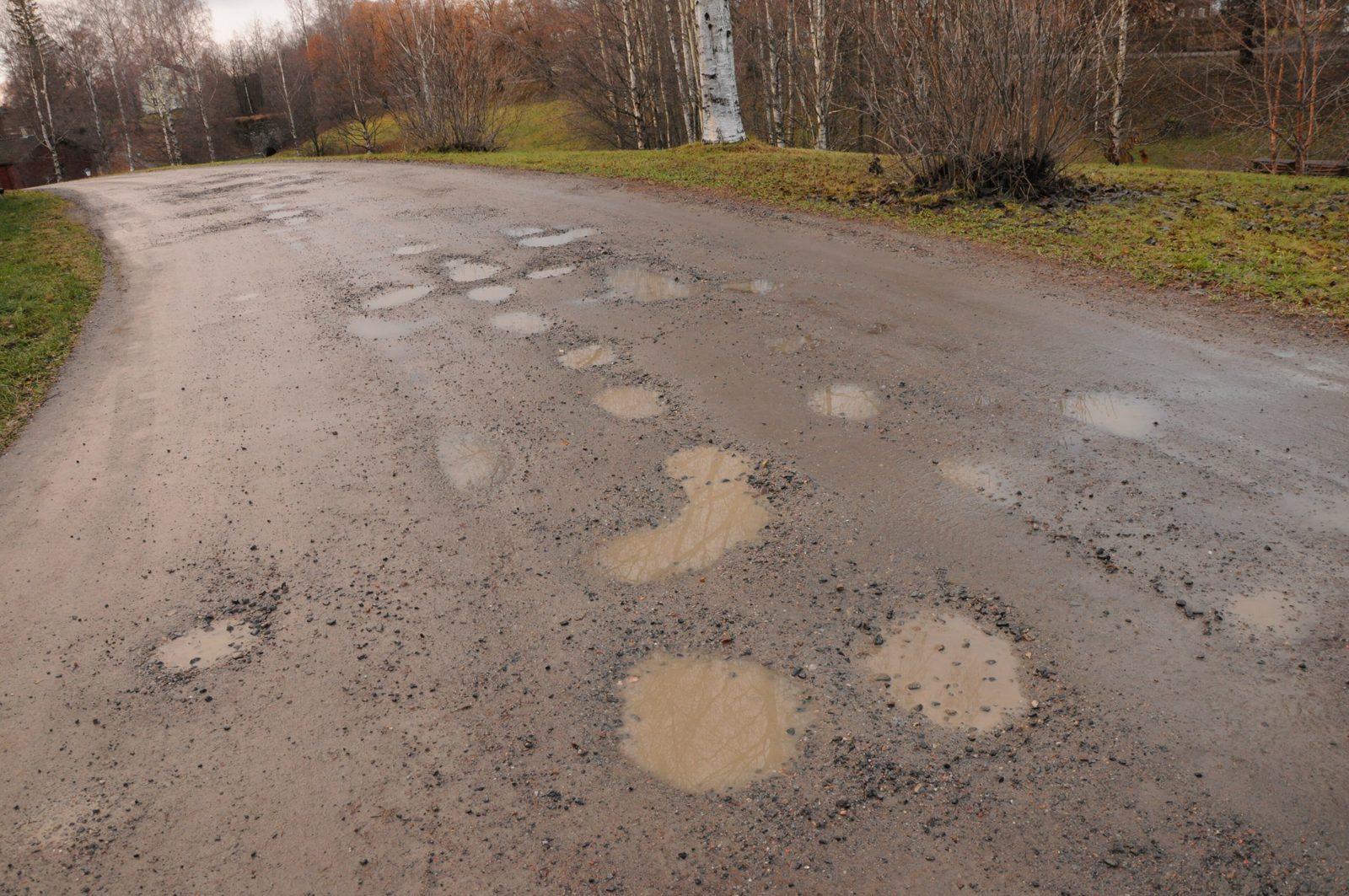 Puddles spread across a wet road, the kind a thirsty pet will stop and drink from