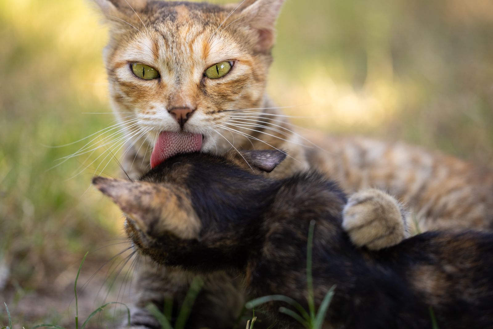 Mother cat lovingly licking her kitten on the grass – cats learn to lick as social grooming