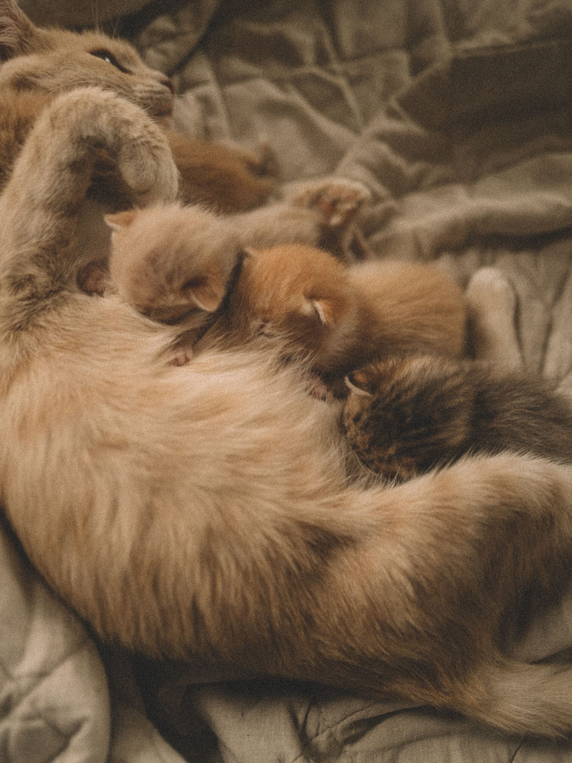 Mother cat nursing her kittens on a blanket – kneading begins as a nursing reflex