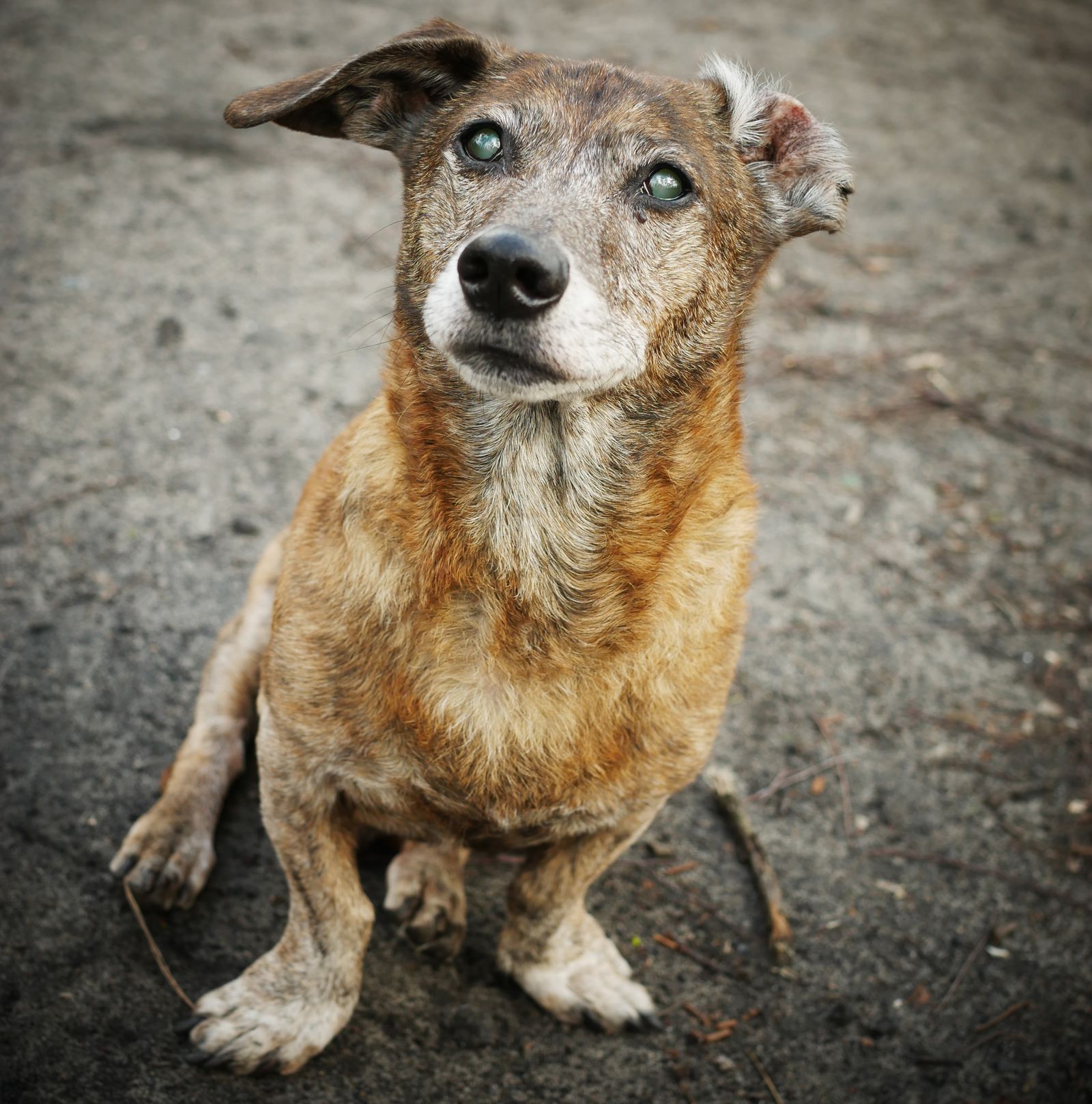 Close-up of an old dog with a grey face looking up – signs of an ageing dog