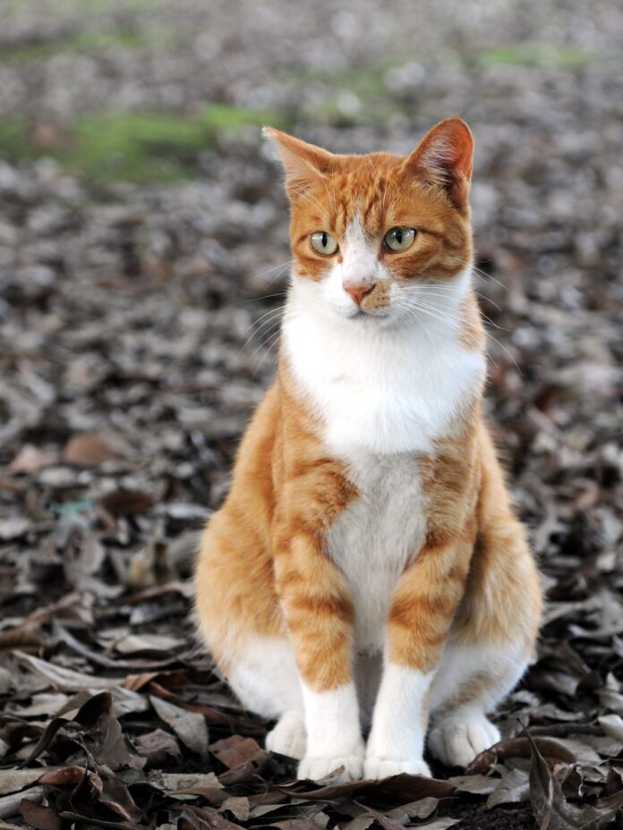 Ginger and white cat sitting outdoors near a driveway in autumn