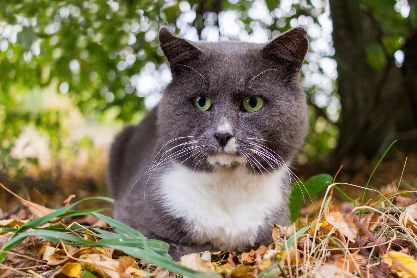 Gray and white outdoor cat sitting among autumn leaves – outdoor cat lifespan risks
