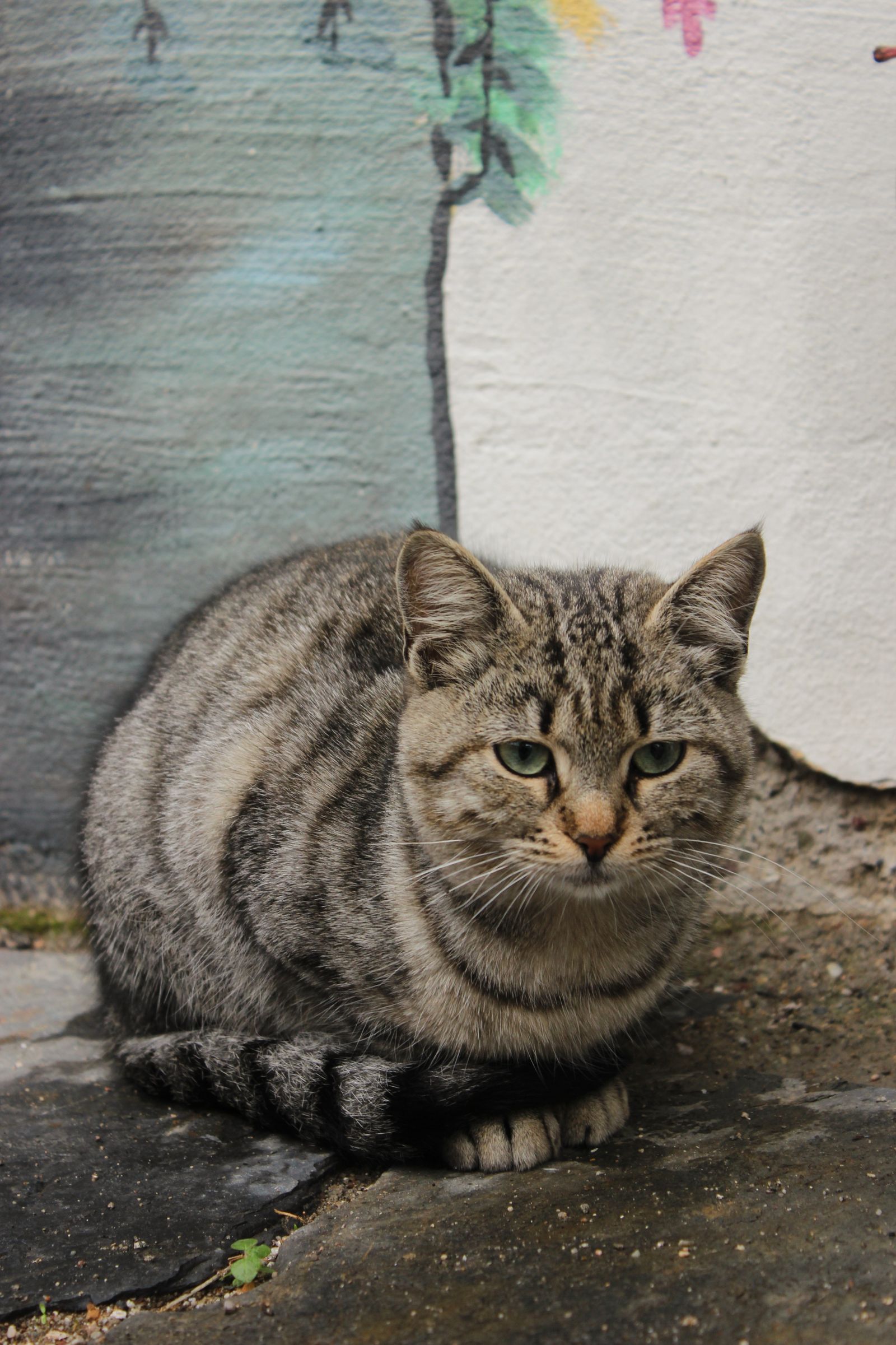 Chubby grey tabby cat lying on a stone surface – over half of pet cats are overweight