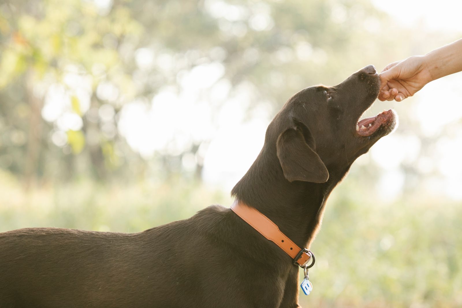 Owner giving a brown Labrador a treat outdoors – how much banana can a dog eat