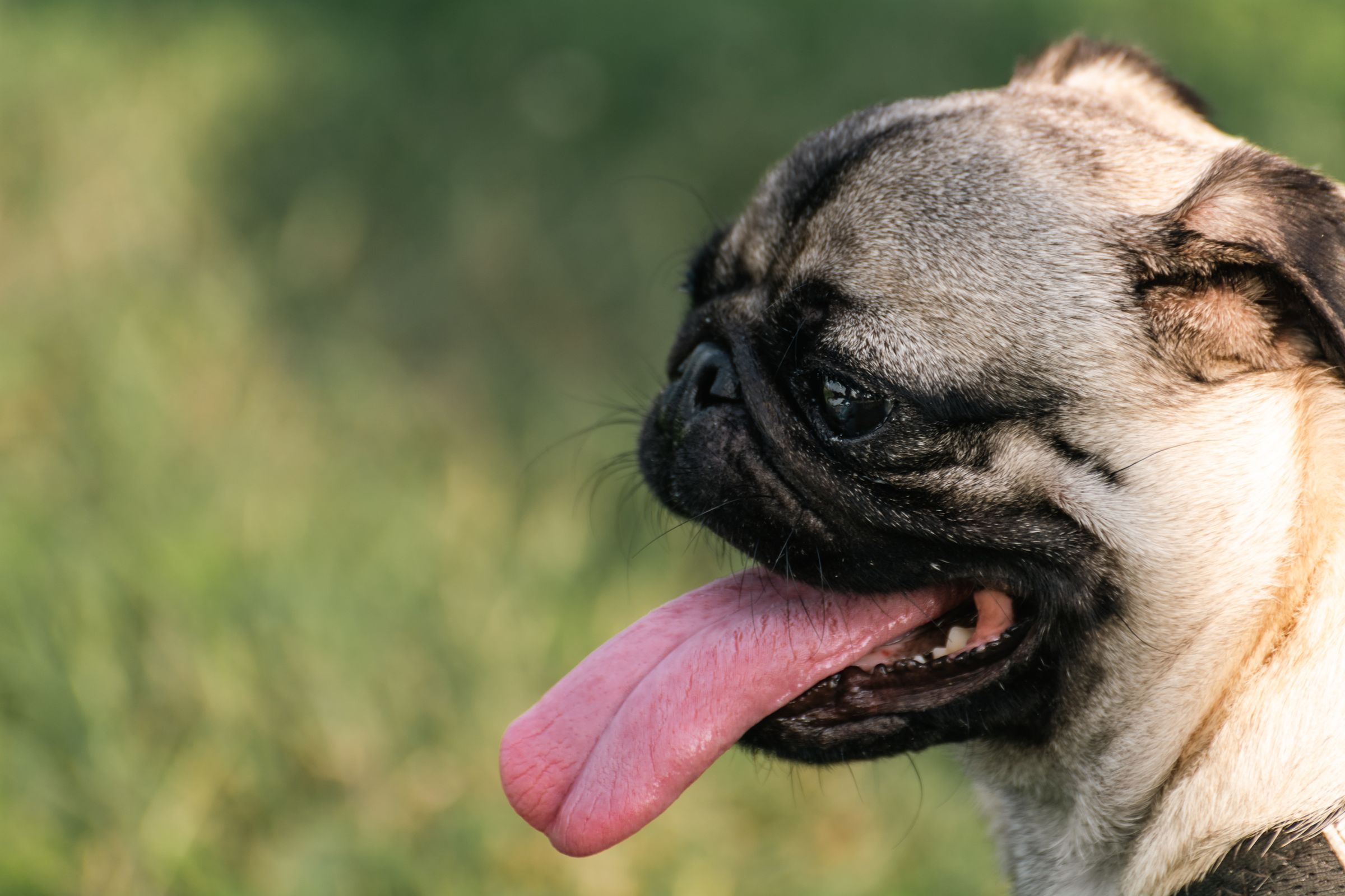 Pug panting in summer sunlight – flat-faced breeds overheat far more easily