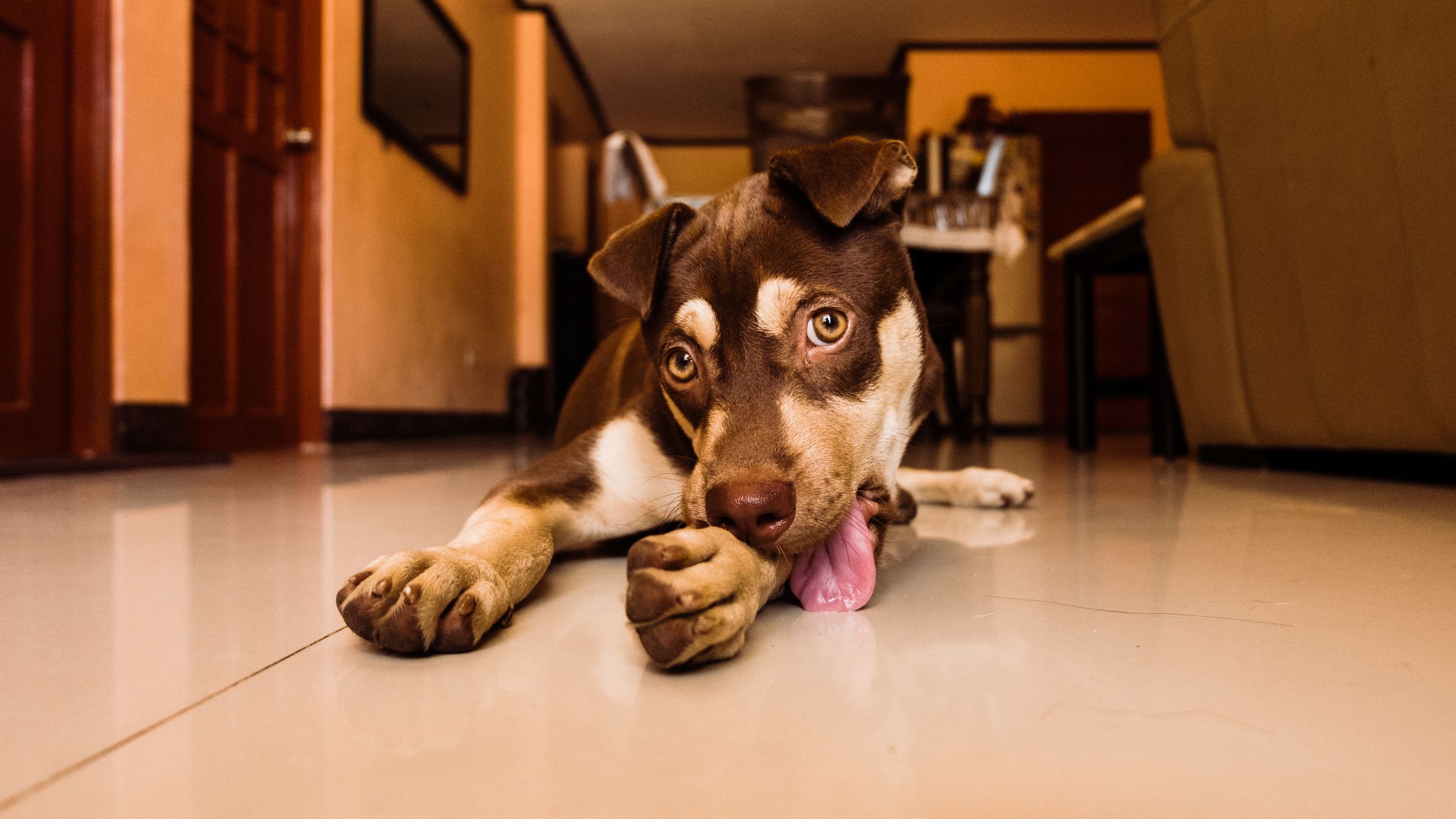 Close-up of a puppy licking and chewing its paw – constant paw licking usually signals allergies or infection