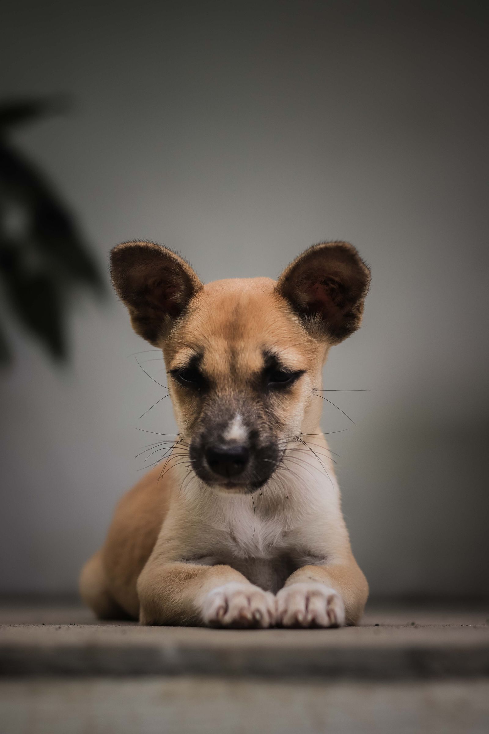 Young puppy lying down with a gentle expression – small dogs and puppies are most at risk from grape toxicity
