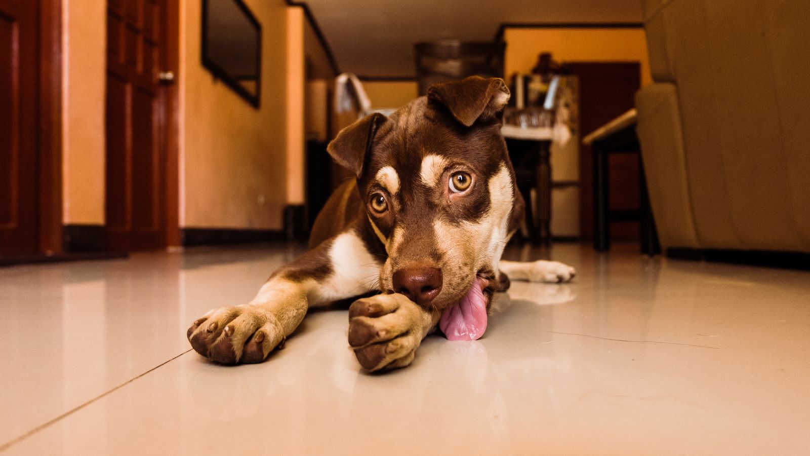 Brown puppy lying down and licking its paw – excessive paw licking can signal allergies, pain or anxiety