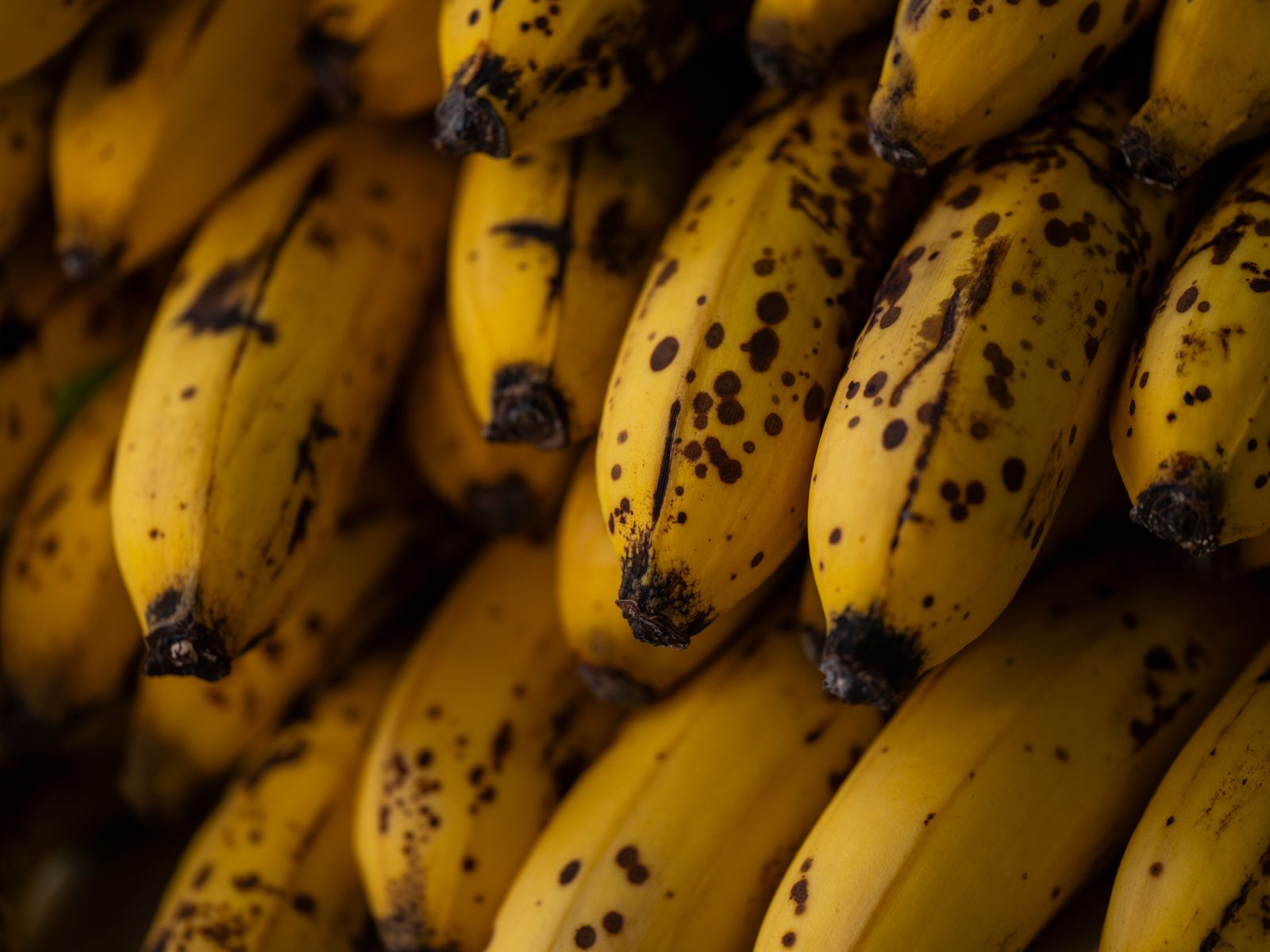 Close-up of ripe spotted bananas – ripe bananas are high in sugar, so feed dogs sparingly