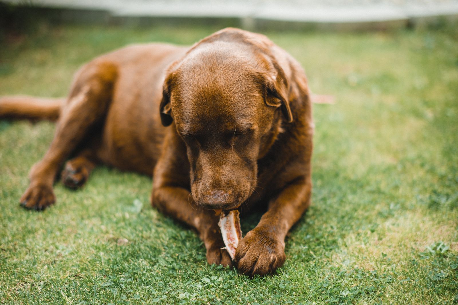Brown Labrador enjoying a safe chew on the grass – safe fruit and treat alternatives for dogs