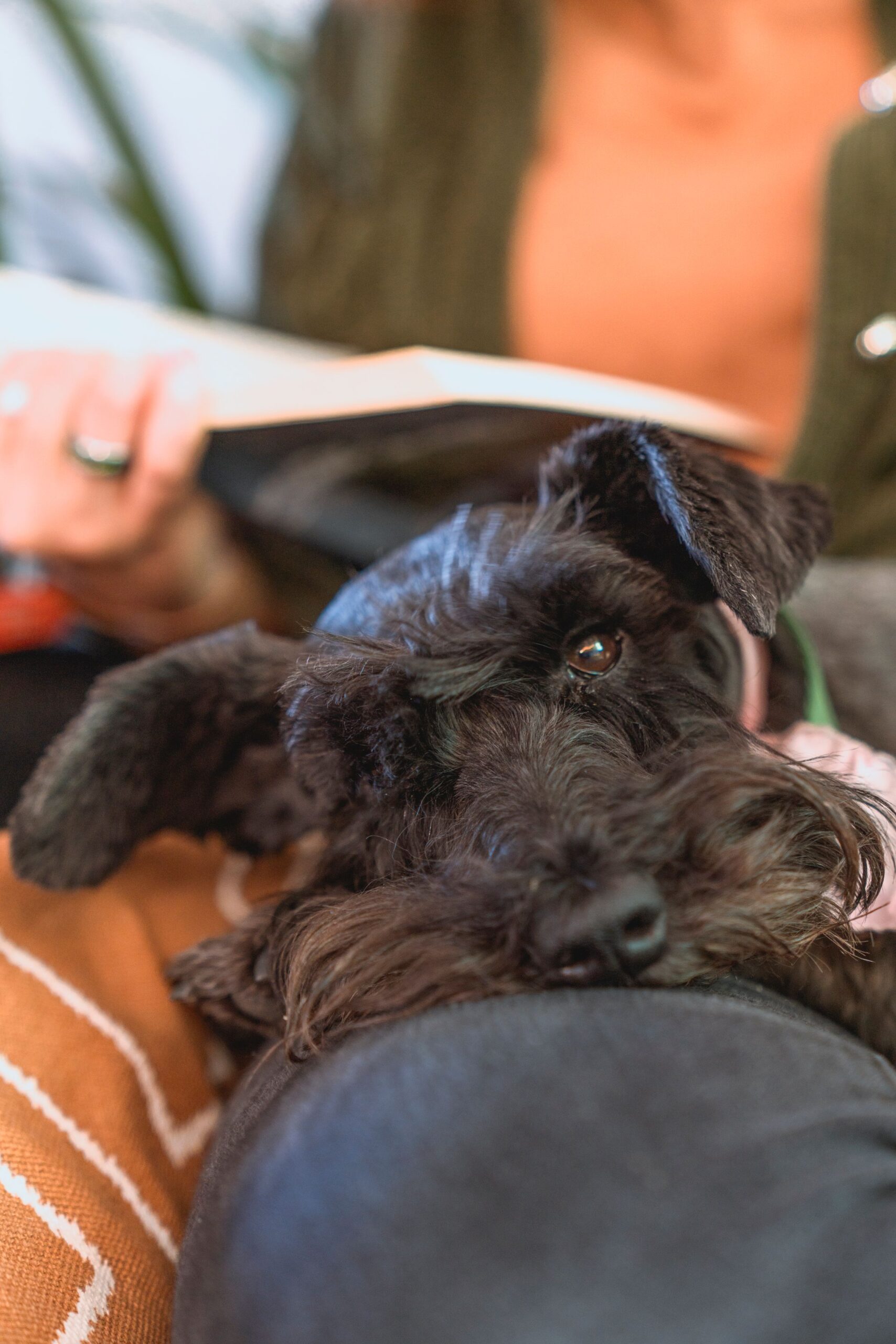 Small schnauzer resting on a person's lap indoors – companion breeds were bred to stay close
