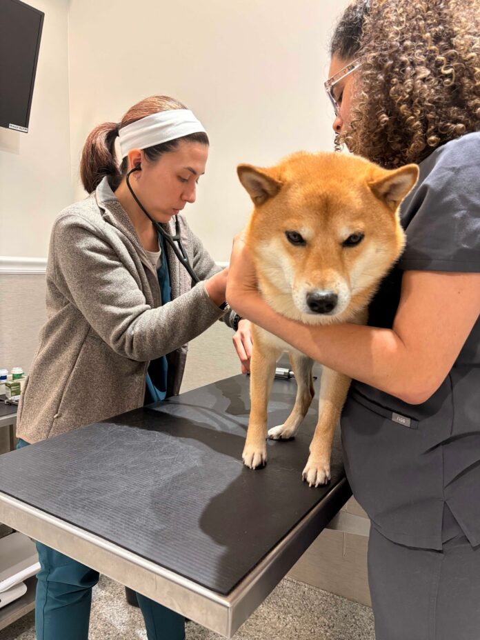 Two veterinary professionals examining a Shiba Inu dog on a clinic table
