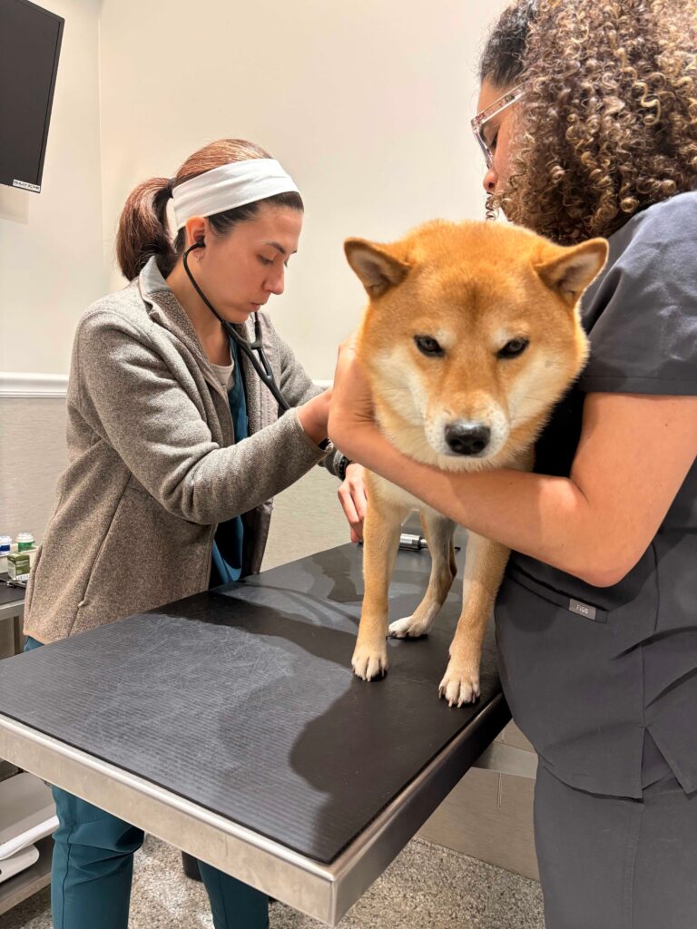 Two veterinary professionals examining a Shiba Inu dog on a clinic table