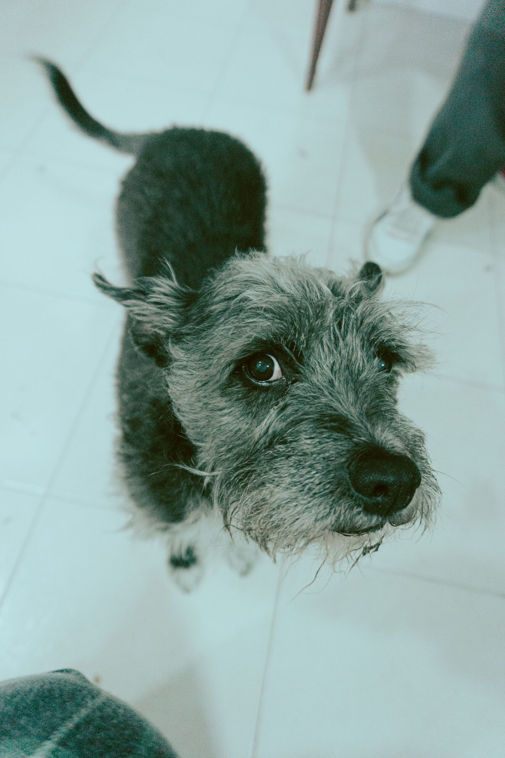 Scruffy dog gazing up hopefully indoors – dogs follow the people they trust most