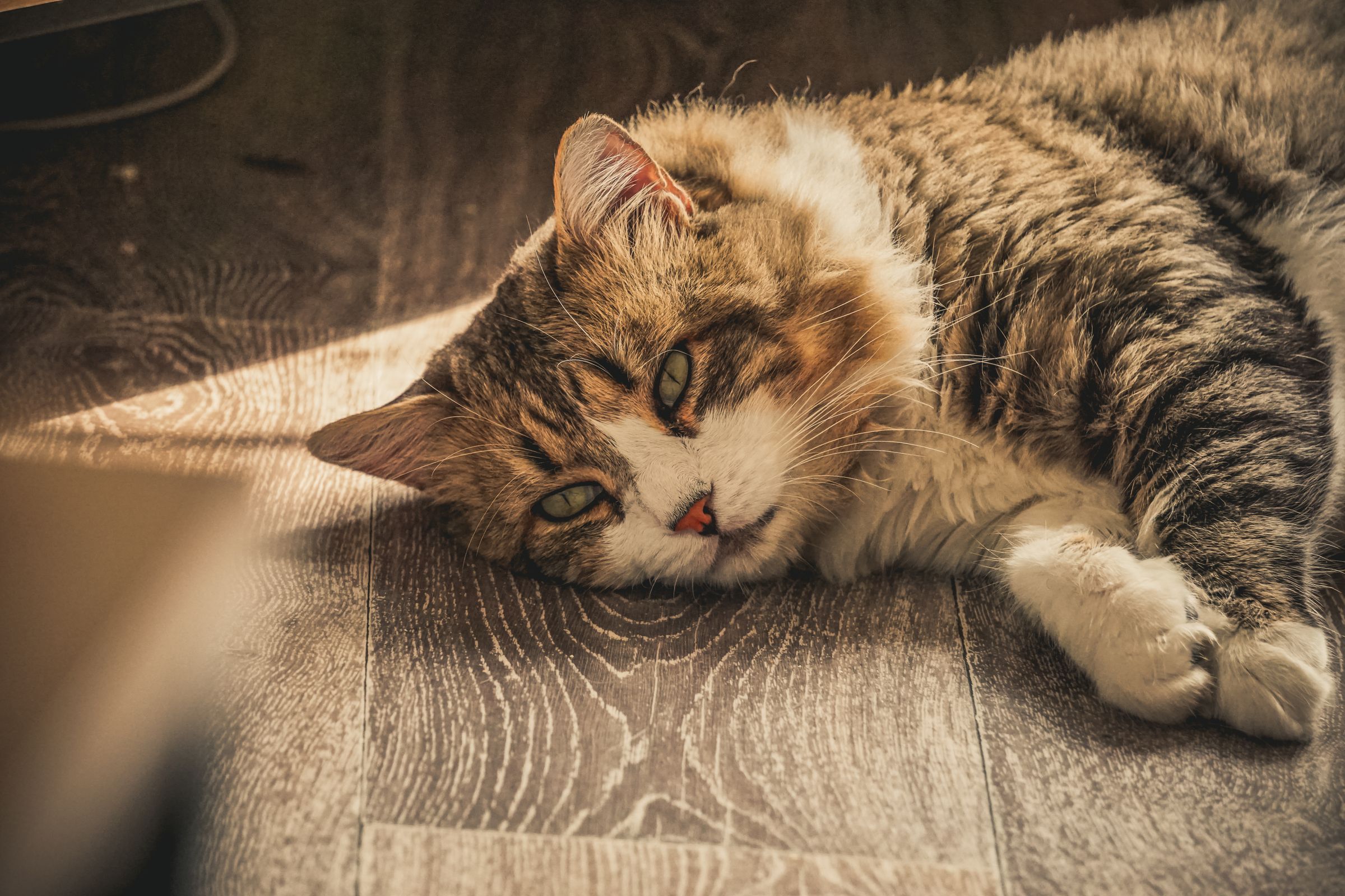 Senior cat resting quietly indoors – night-time yowling in older cats needs a vet check