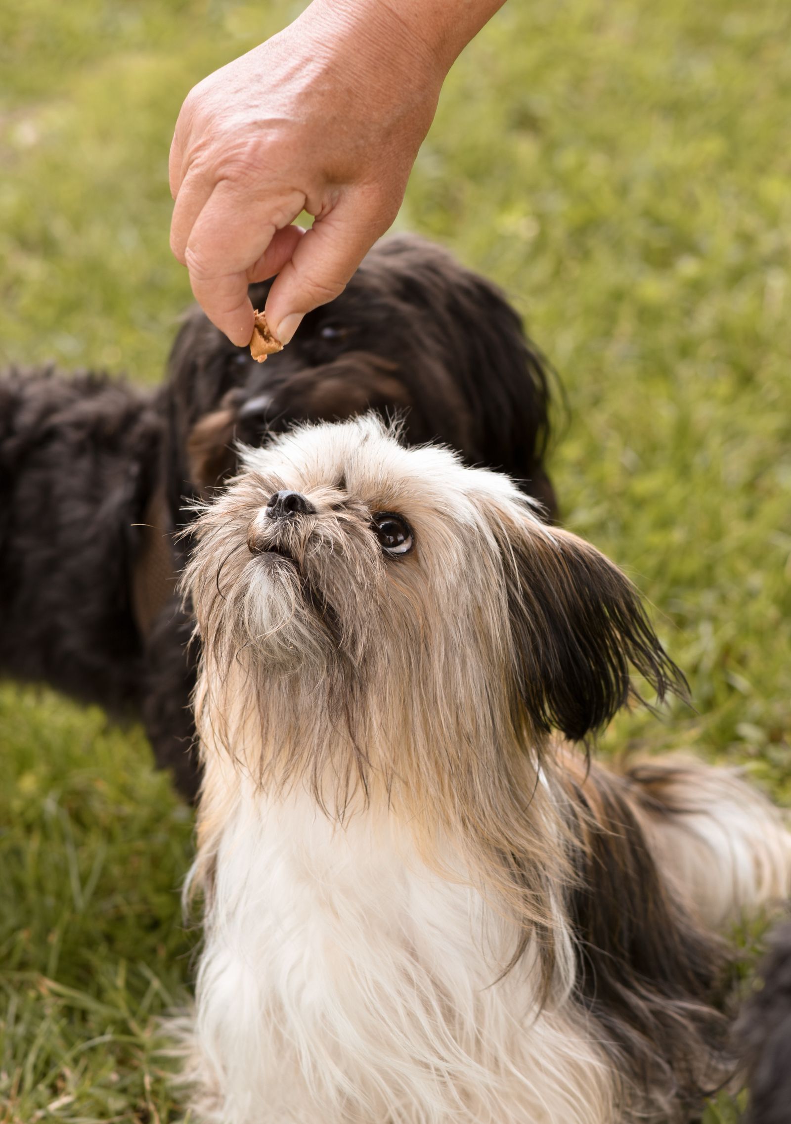 Shih Tzu puppy looking up at a treat – small dogs and puppies should only have a few banana slices