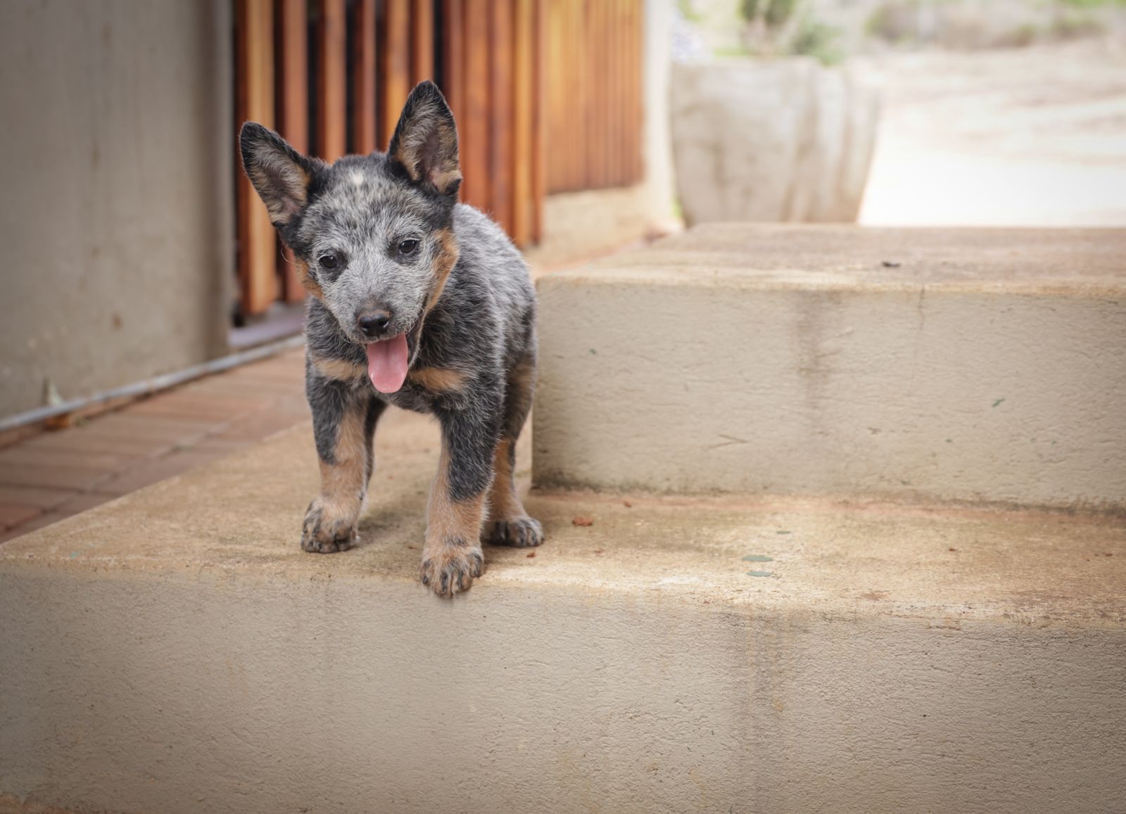 Blue Heeler puppy standing on outdoor steps – small and medium dog lifespan