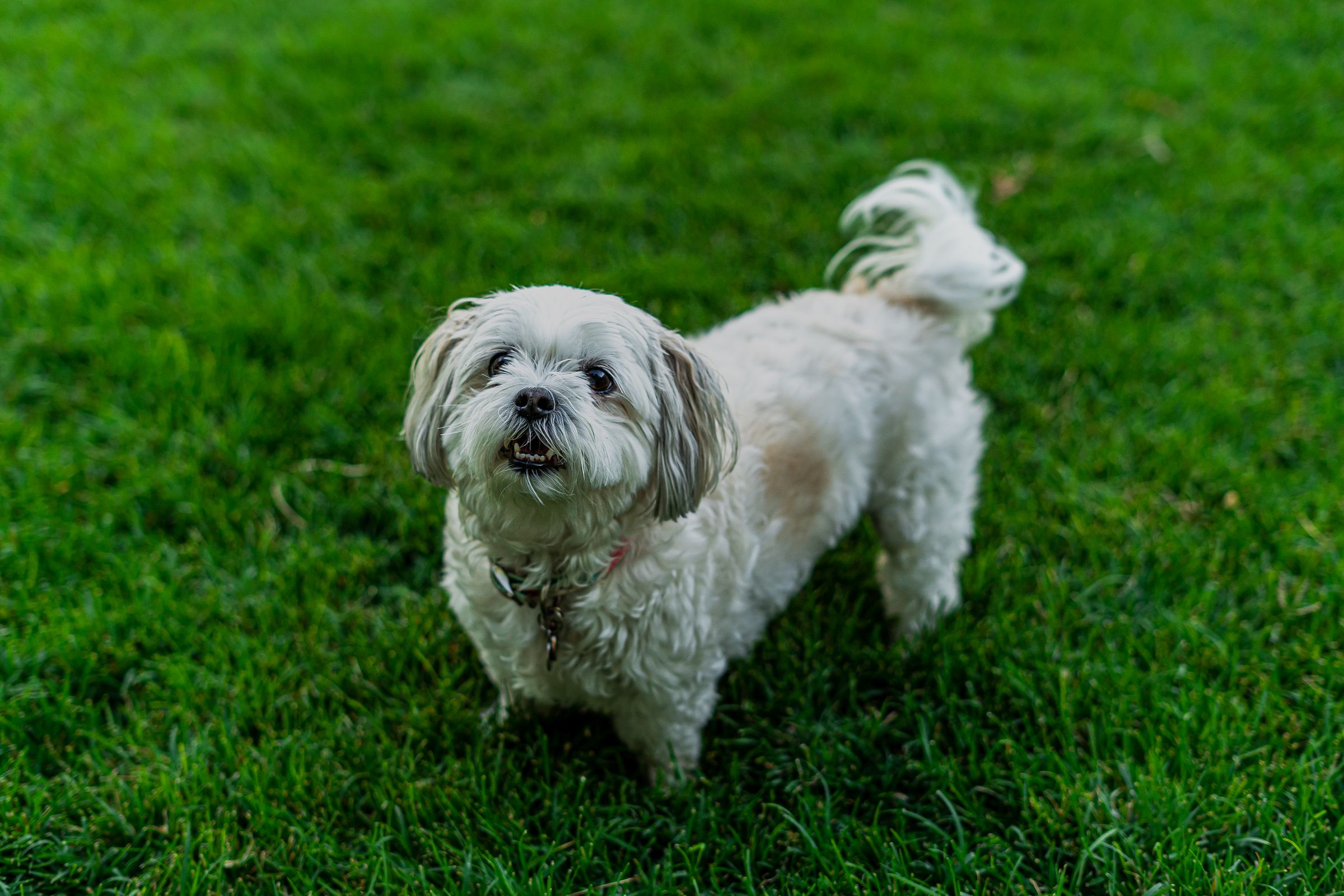 Small white dog standing on a bright green lawn