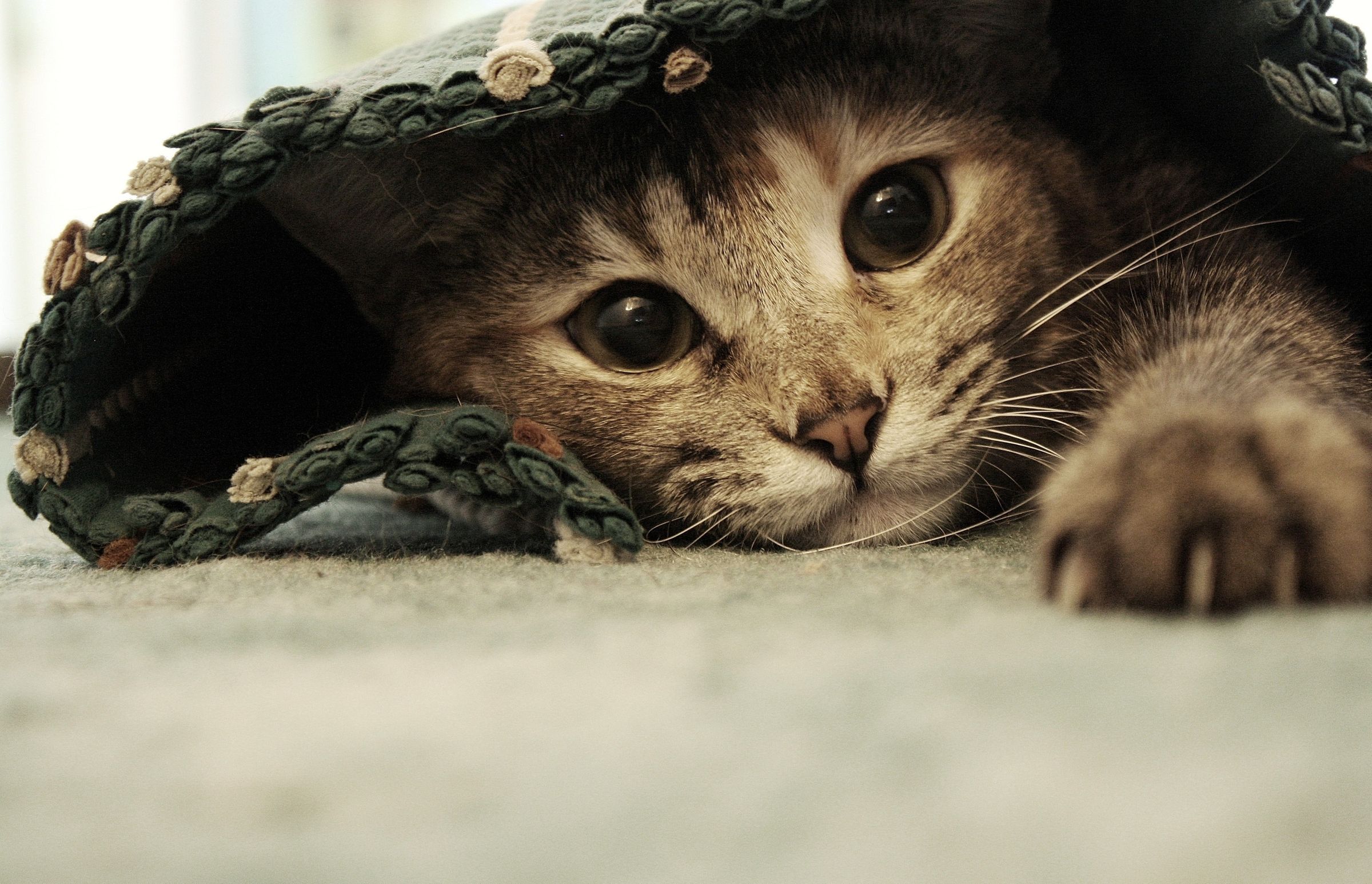 Tabby cat peeking out from under a blanket with one paw extended – kneading and claws are a package deal