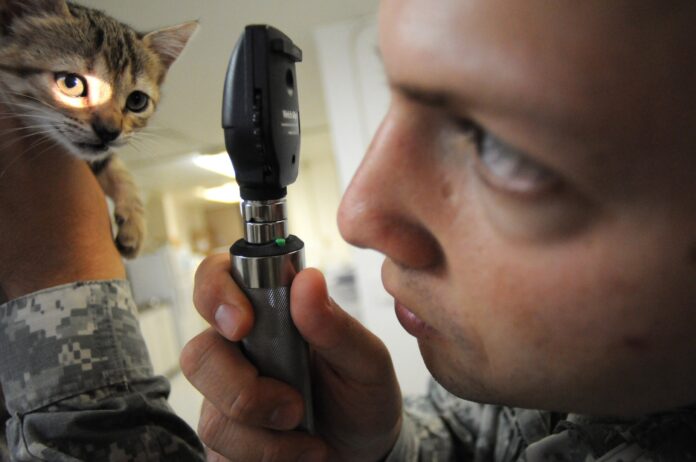 A veterinary technician examining a kitten's eye during a health check