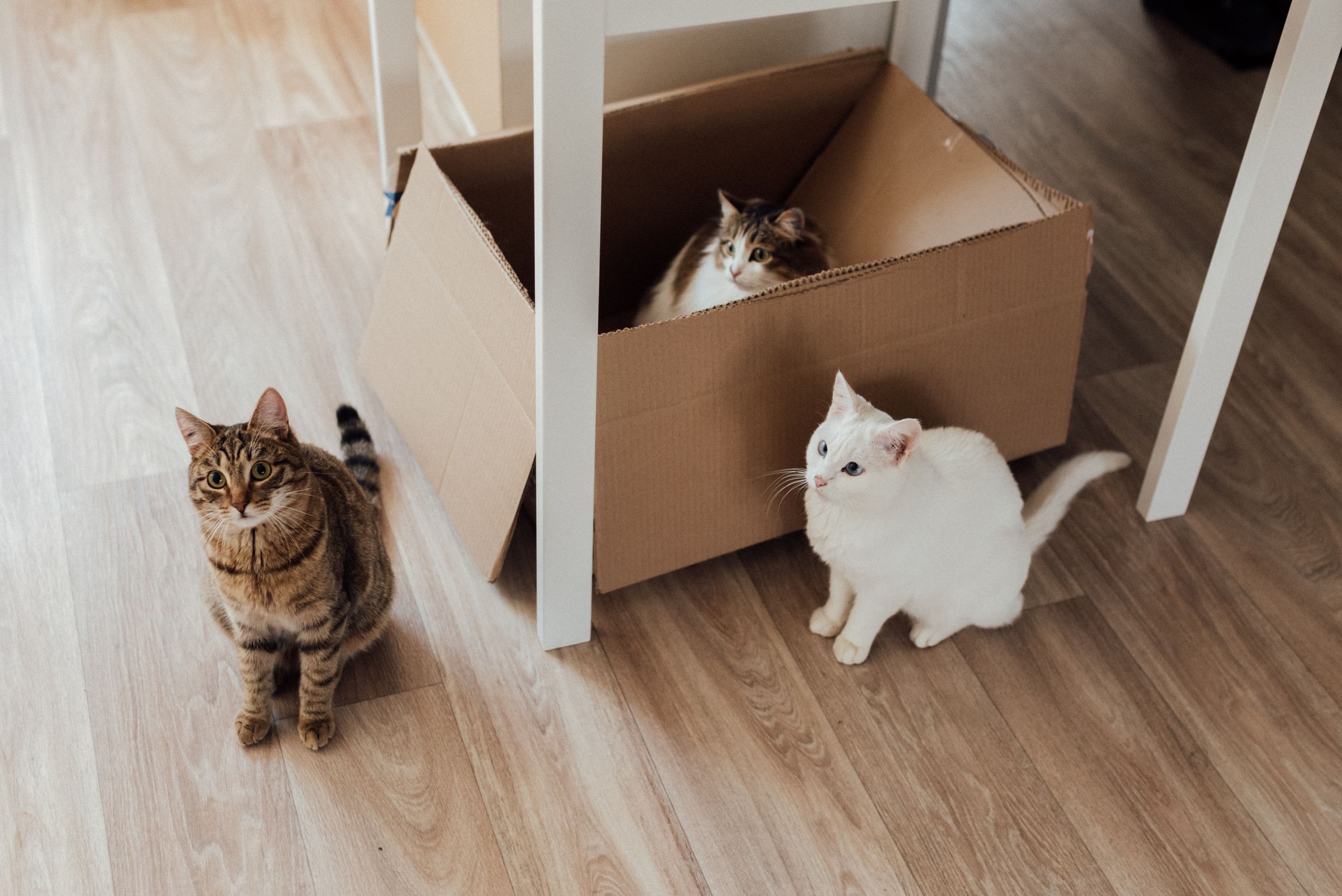 Two cats resting together indoors – in multi-cat homes, spread trays and resources across the house