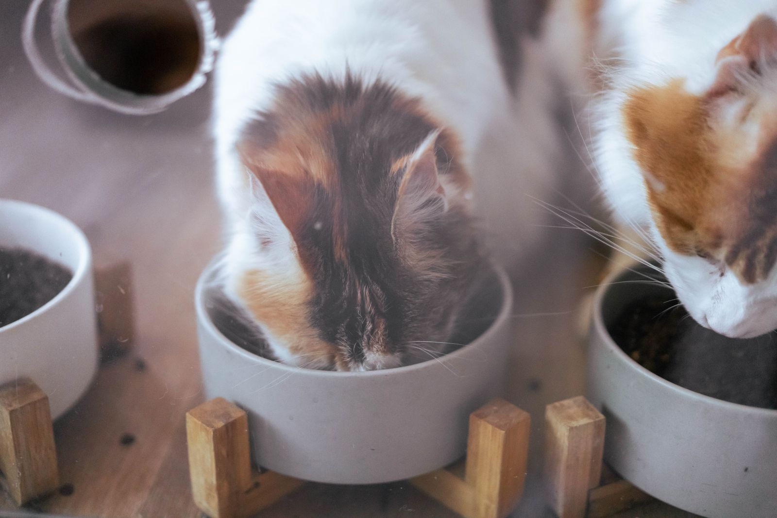 Two domestic cats eating from separate bowls at home – feed multi-cat households separately