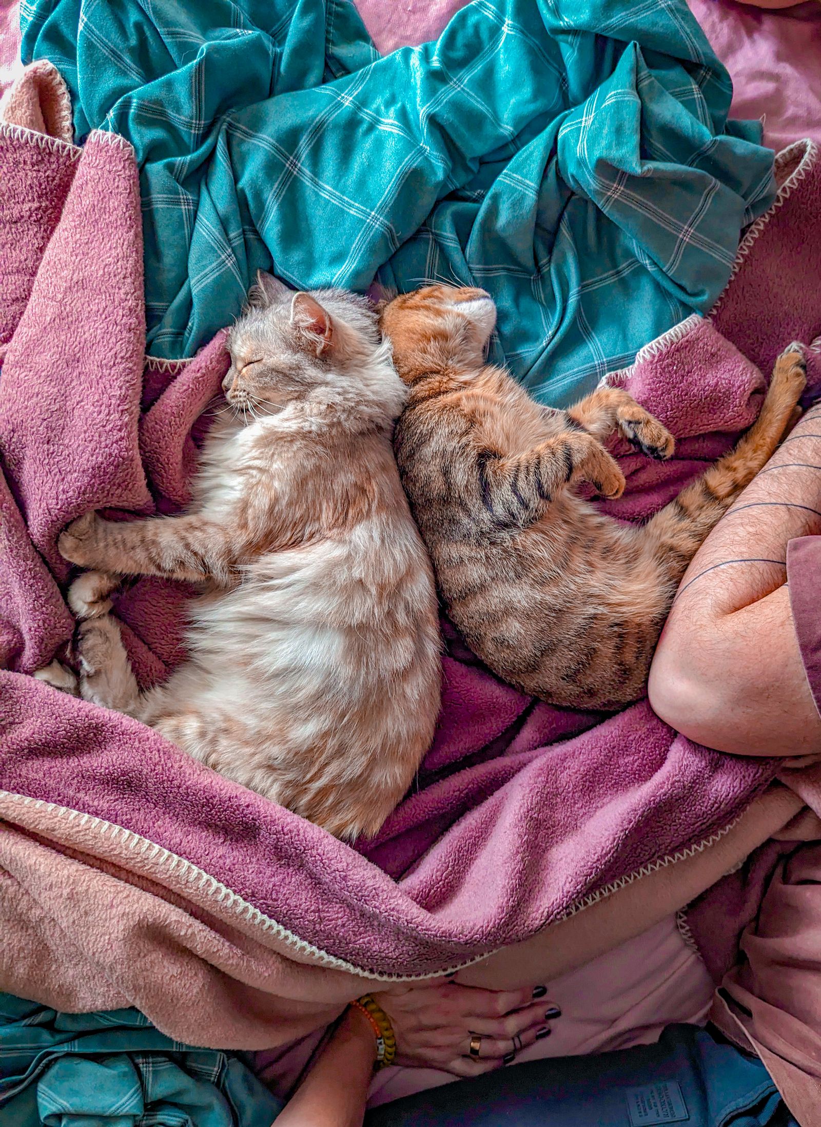 Two cats sleeping on a bed next to their owner – sharing a bed is normal social behaviour for bonded cats