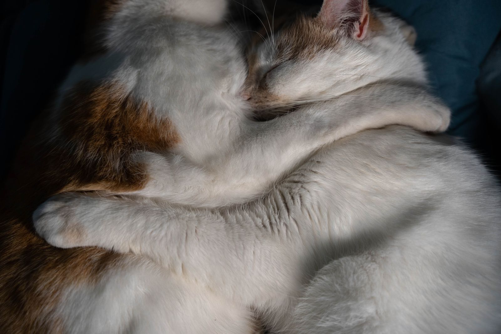 Two cats snuggled together asleep – cats sleep in a pile with the cats they trust, and you are in that circle