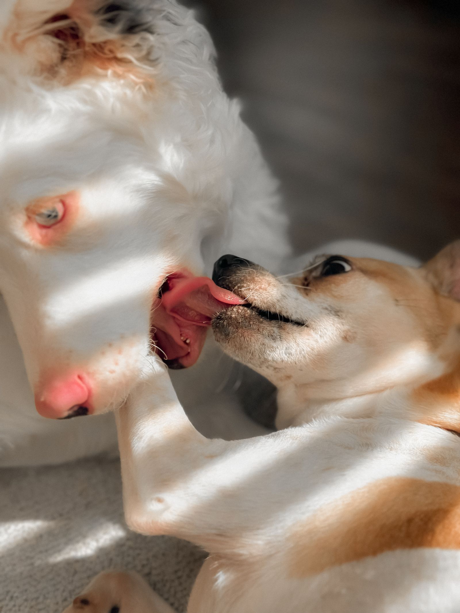 Two dogs affectionately licking each other in warm sunlight – licking is natural social behaviour between bonded dogs