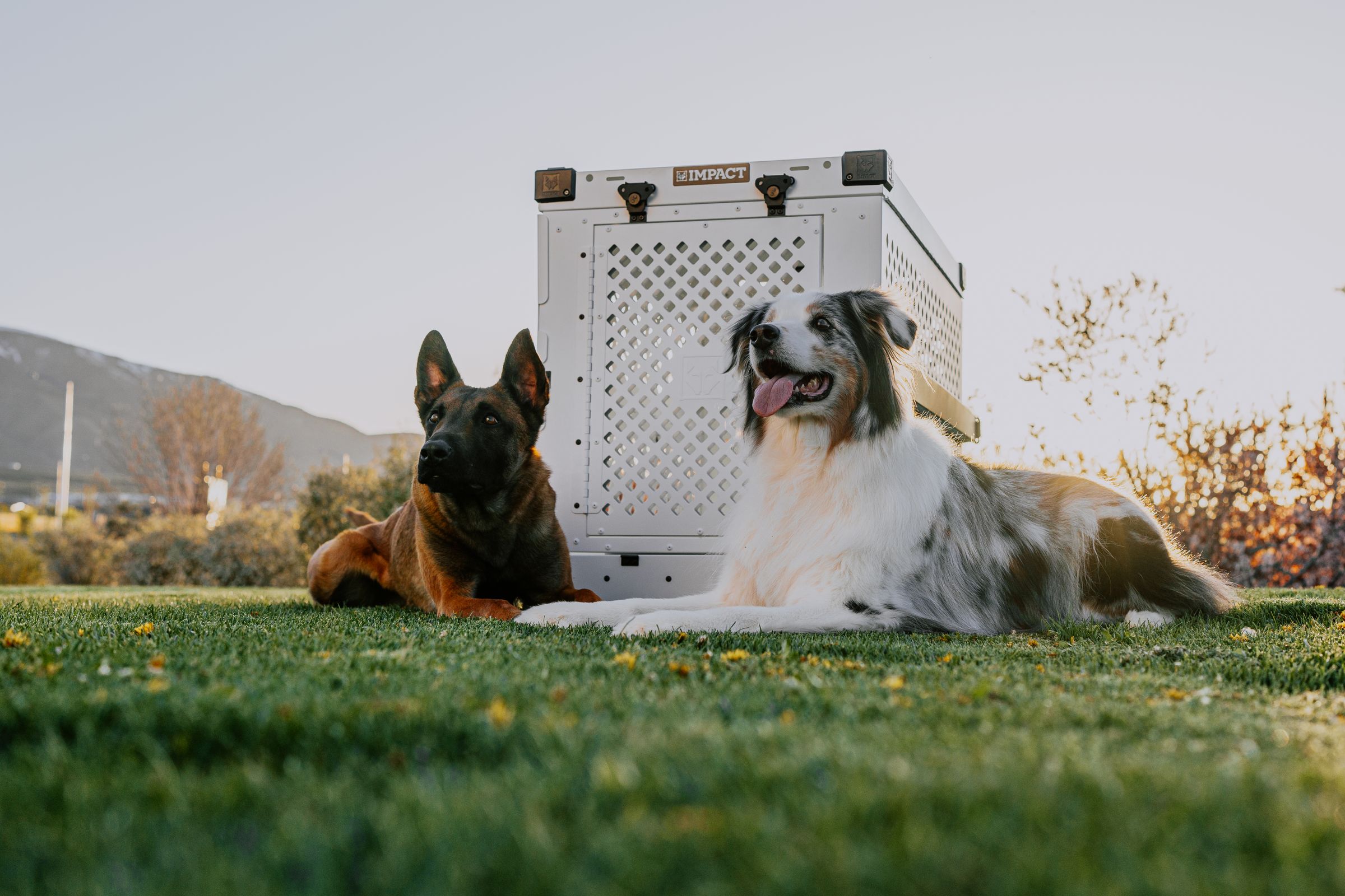 Two dogs resting on grass in an open field beside a travel crate