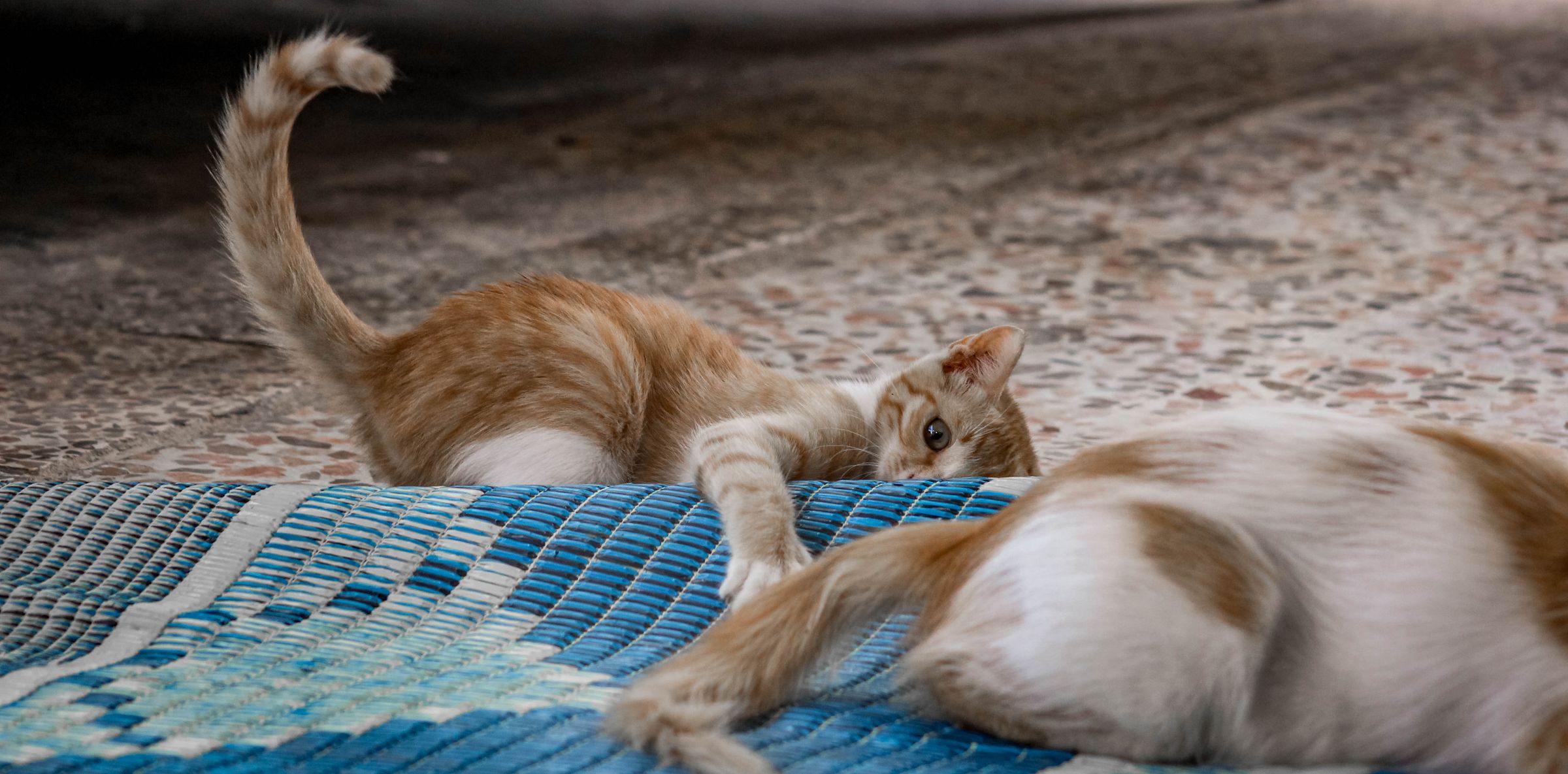 Two kittens play-fighting on a woven mat – kittens learn how hard to bite from each other